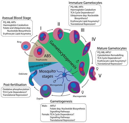 Mechanisms of Action: How Artemisinin Targets Parasites