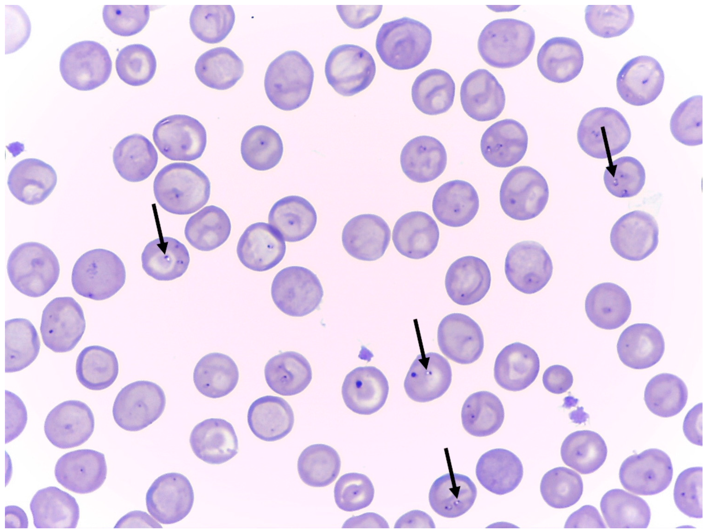 Parasitologia 03 00008 g002 Parasitologia 03 00008 g002