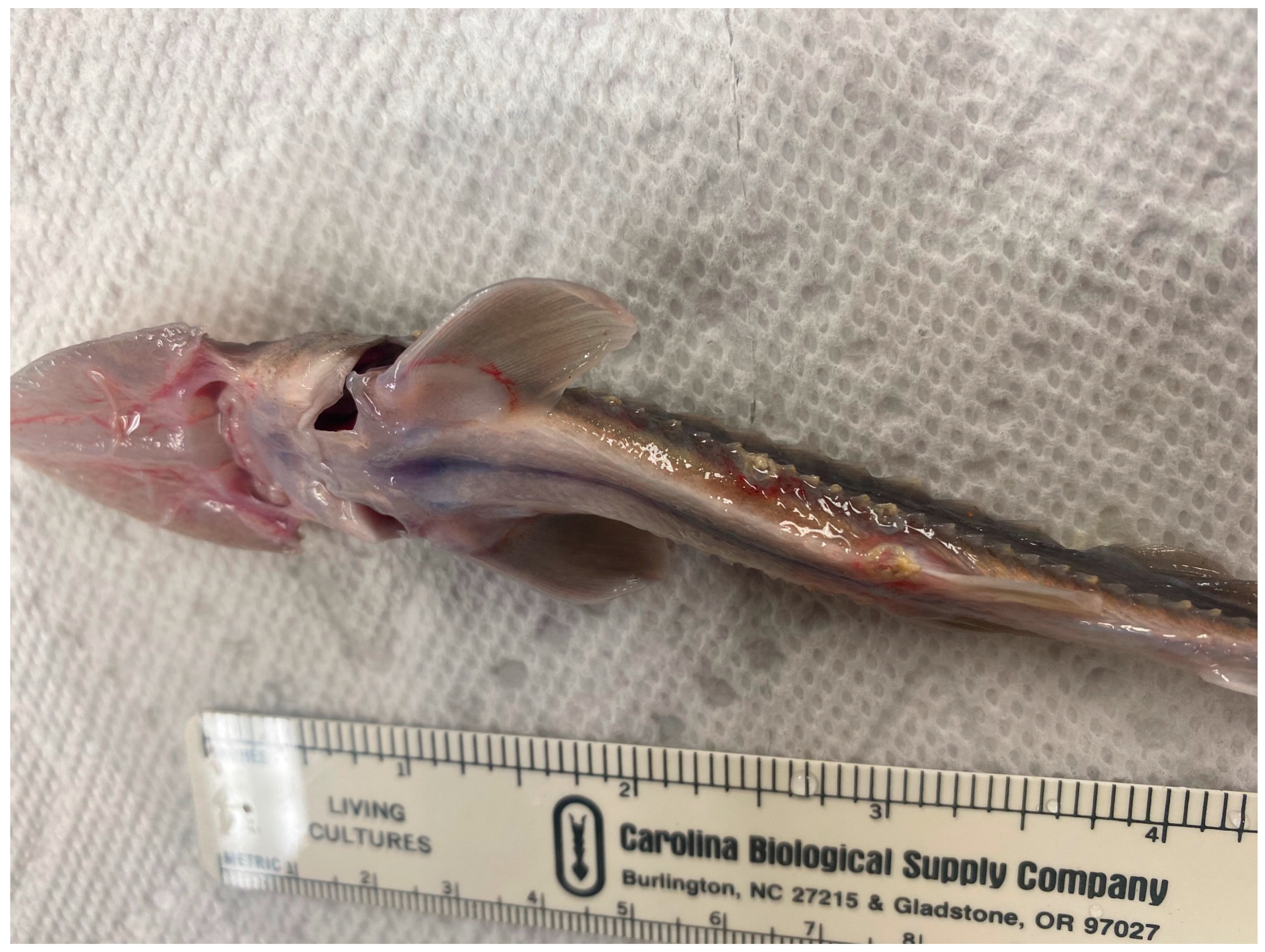 Parasitologia 03 00021 g004 Parasitologia 03 00021 g004