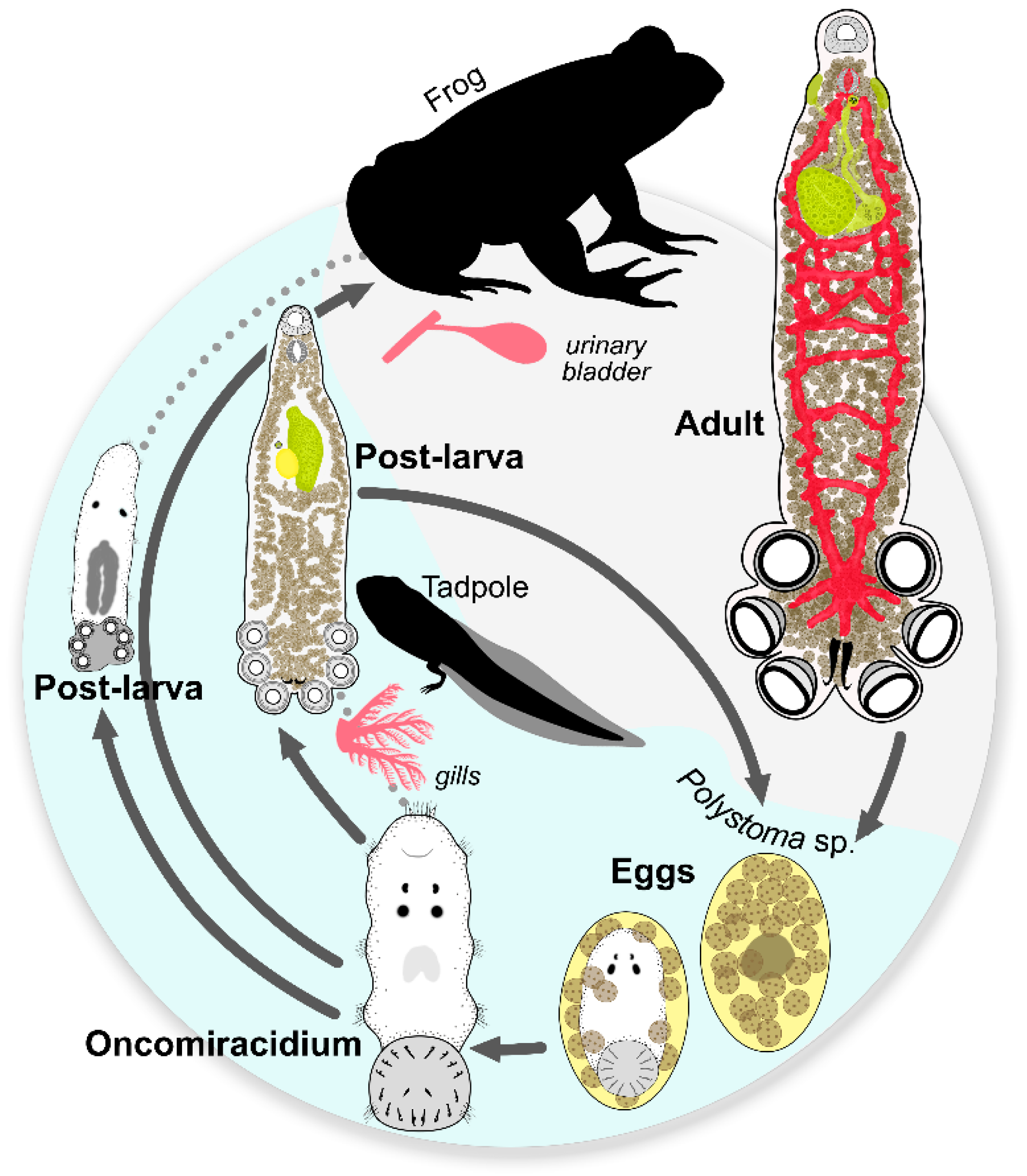 Parasitologia 05 00017 g001