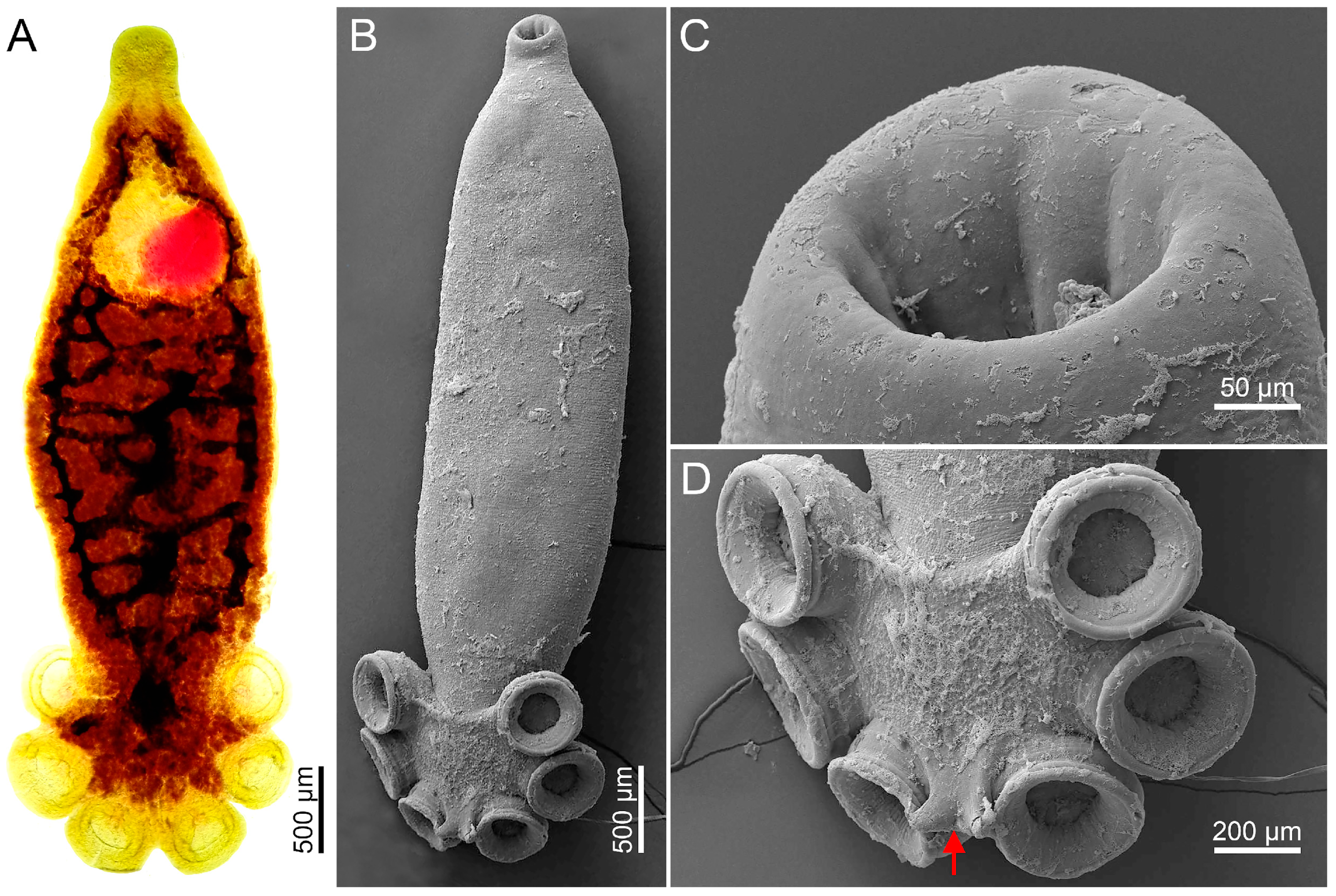 Parasitologia 05 00017 g006