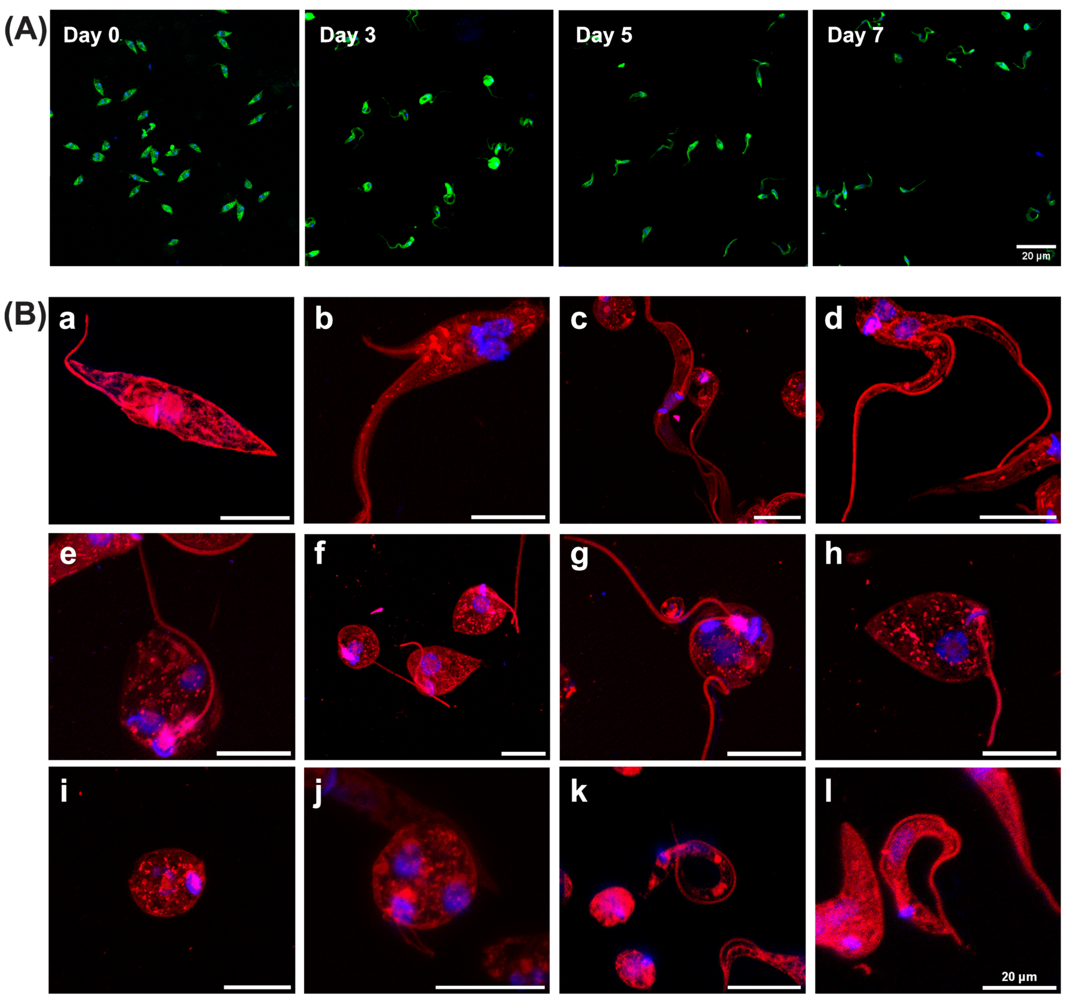 Parasitologia 05 00020 g002 Parasitologia 05 00020 g002