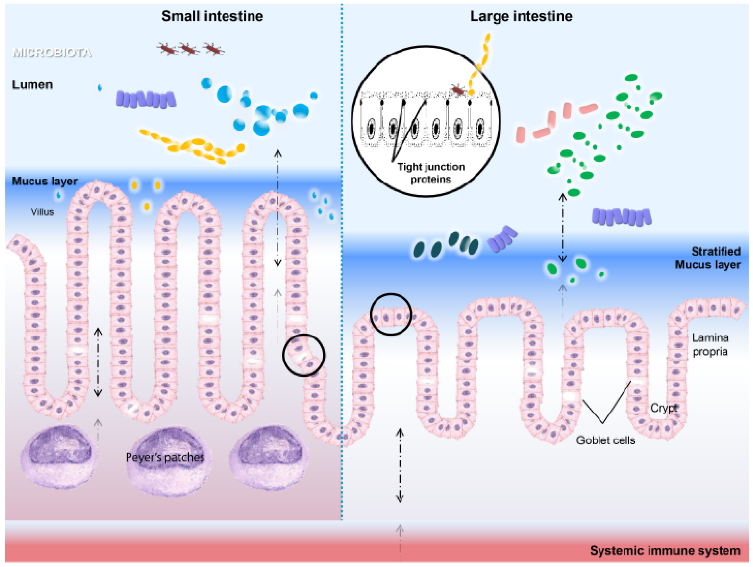 Pathogens | Free Full-Text | Heat Shock Proteins: Intestinal