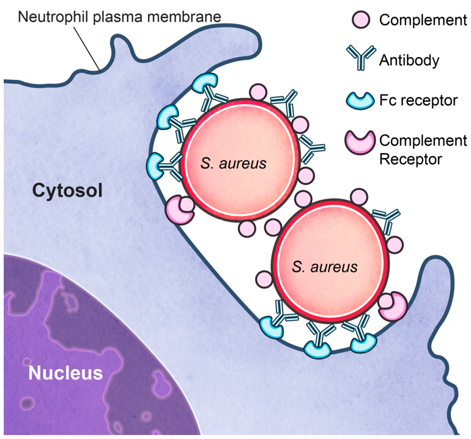Pathogens | Free Full-Text | Evasion of Neutrophil Killing by