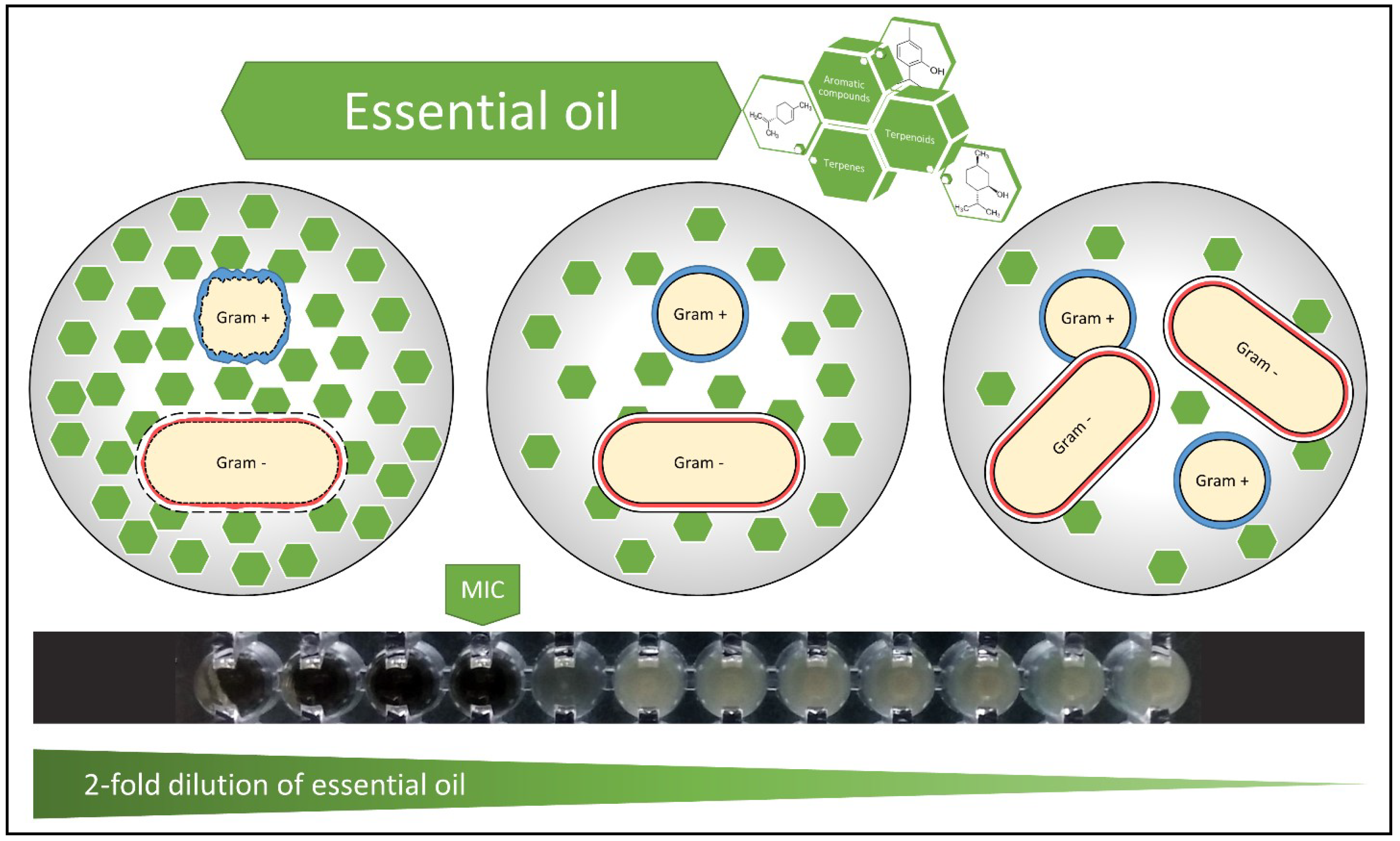 Pathogens | Free Full-Text | Antimicrobial Activity of Six Essential Oils  Against a Group of Human Pathogens: A Comparative Study