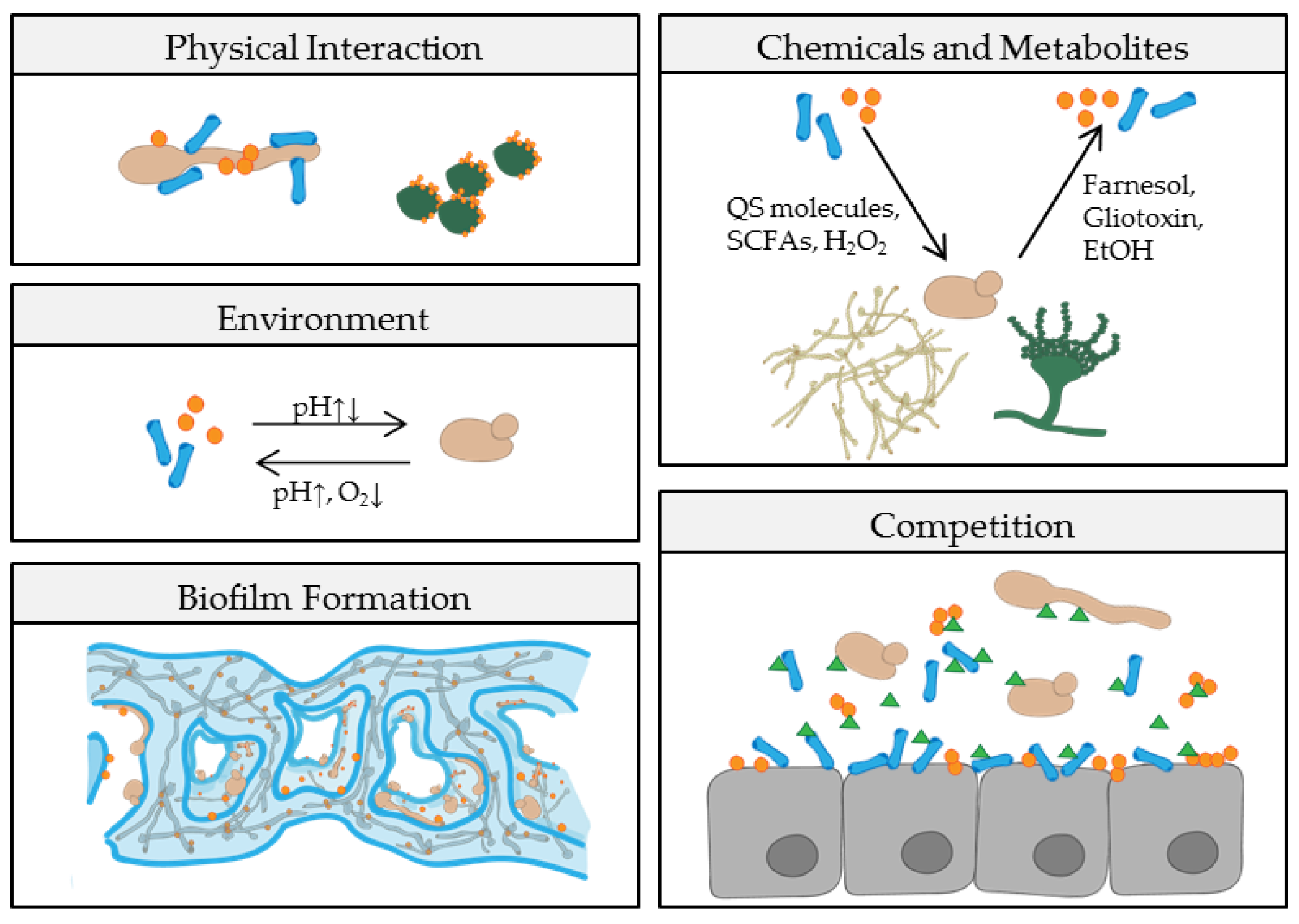 Pathogens | Free Full-Text | Fungal-Bacterial Interactions in Health and  Disease | HTML