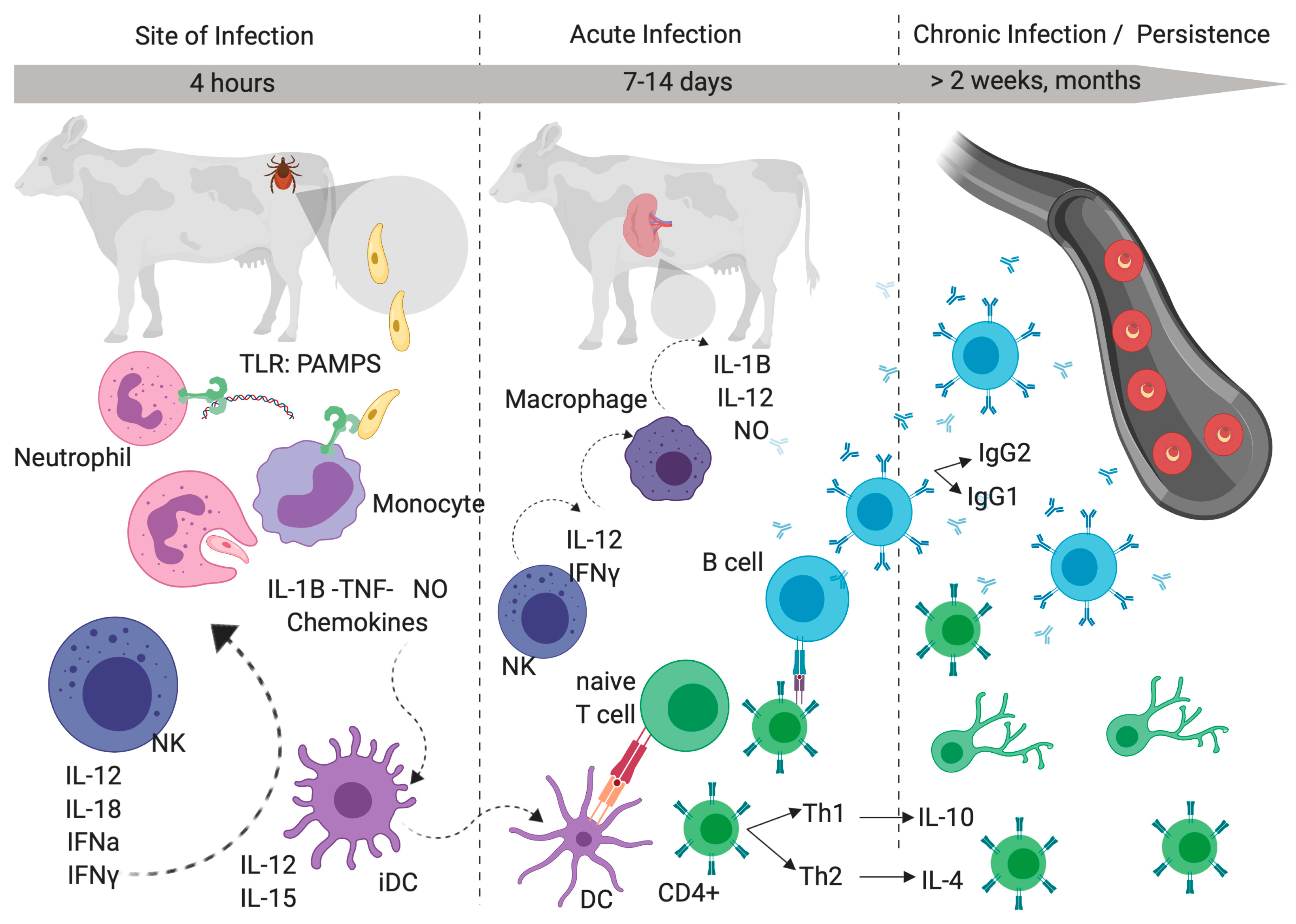 Pathogens | Free Full-Text | Interplay Between Attenuation- And ...