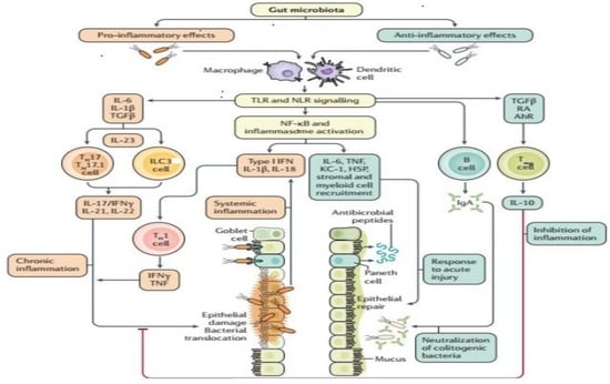 Pathogens | Free Full-Text | Alteration of Gut Microbiota in Inflammatory  Bowel Disease (IBD): Cause or Consequence? IBD Treatment Targeting the Gut  Microbiome | HTML