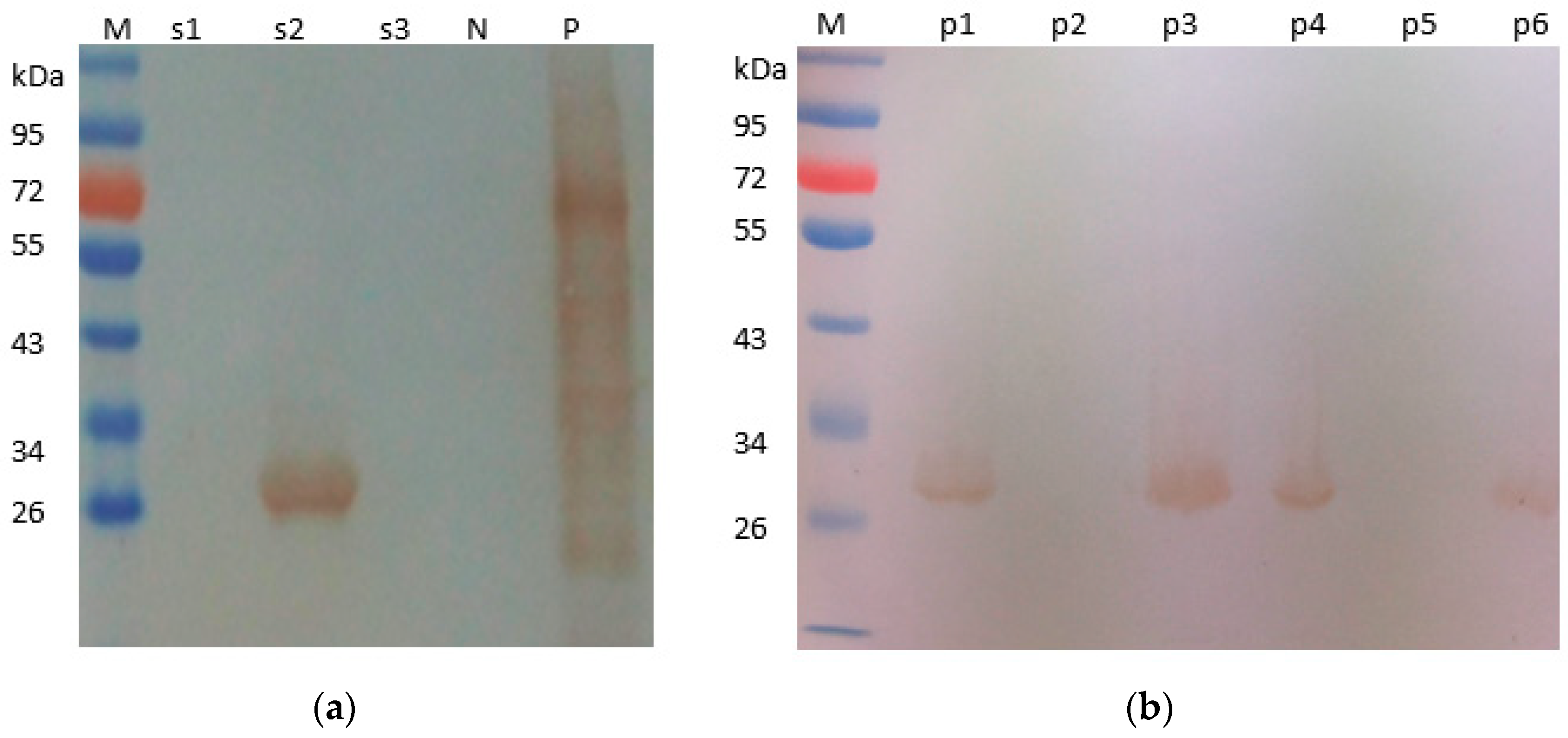 Pathogens 08 00140 g005 Pathogens 08 00140 g005