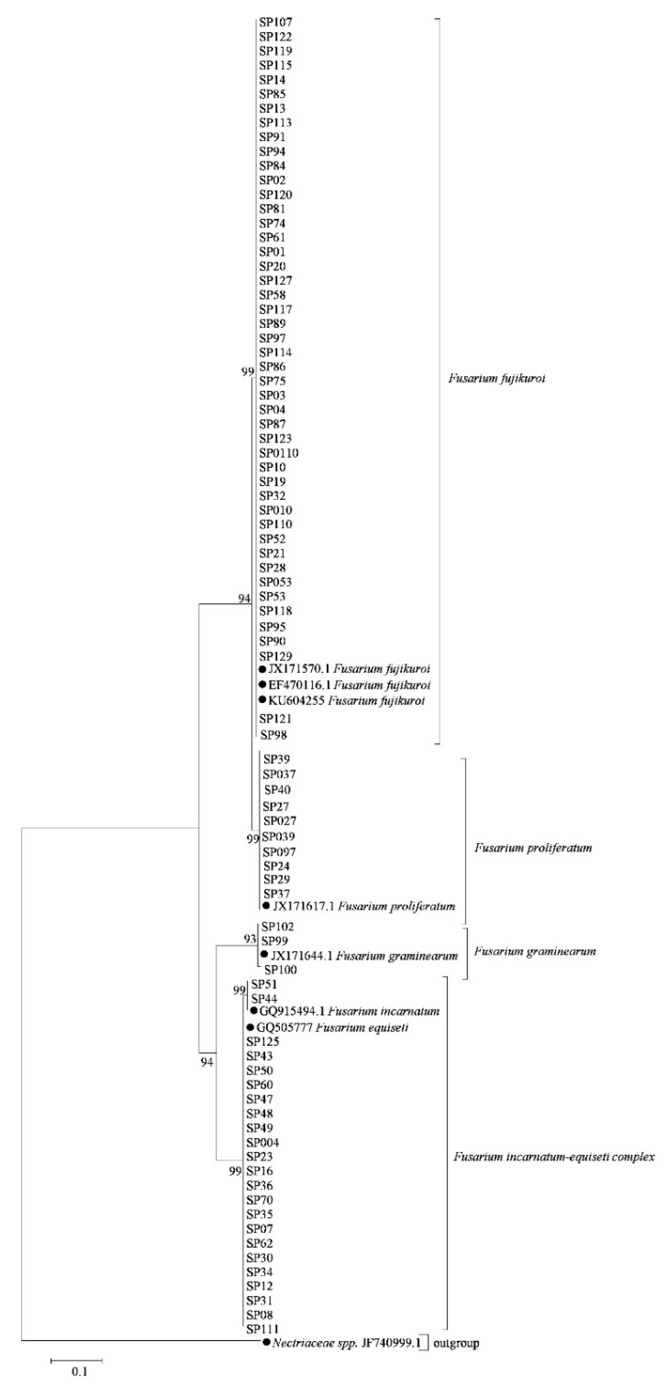 Pathogens | Free Full-Text | Characterization and Pathogenicity of ...