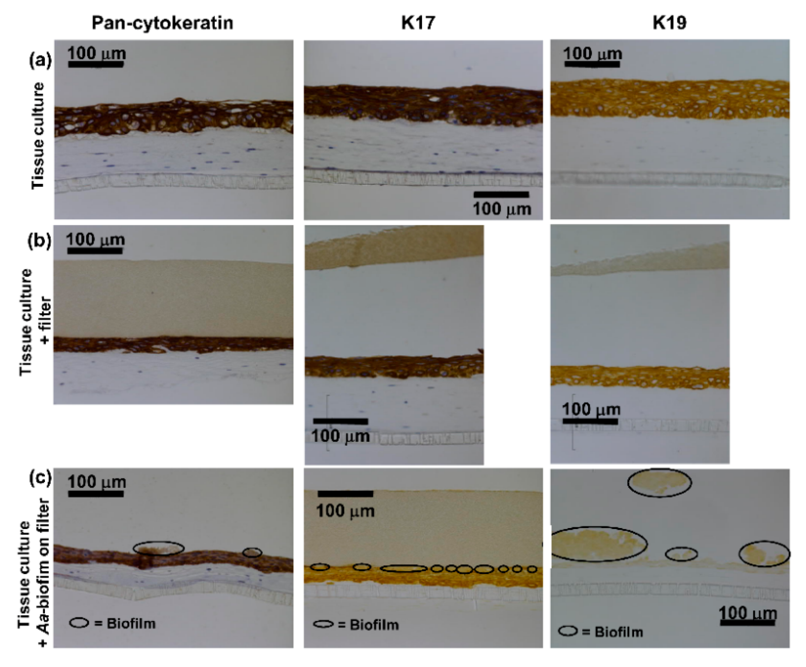 Pathogens 08 00278 g001 Pathogens 08 00278 g001
