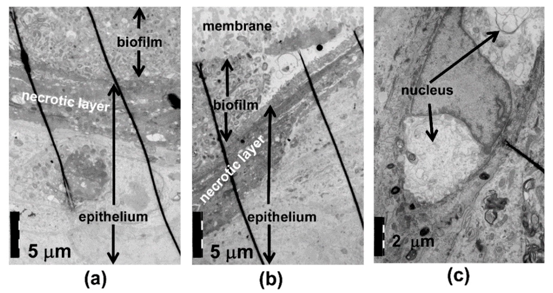 Pathogens 08 00278 g004 Pathogens 08 00278 g004