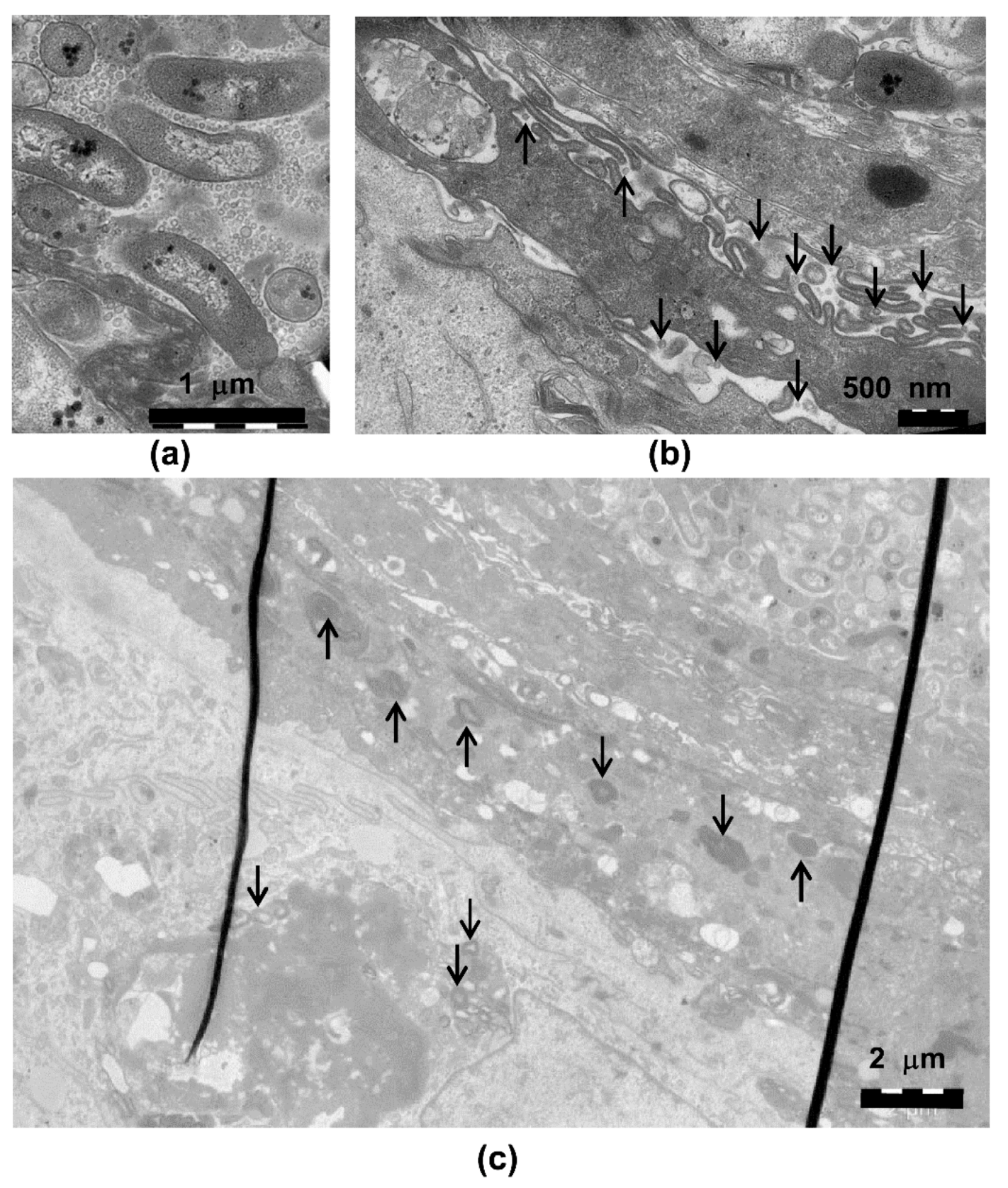 Pathogens 08 00278 g005 Pathogens 08 00278 g005