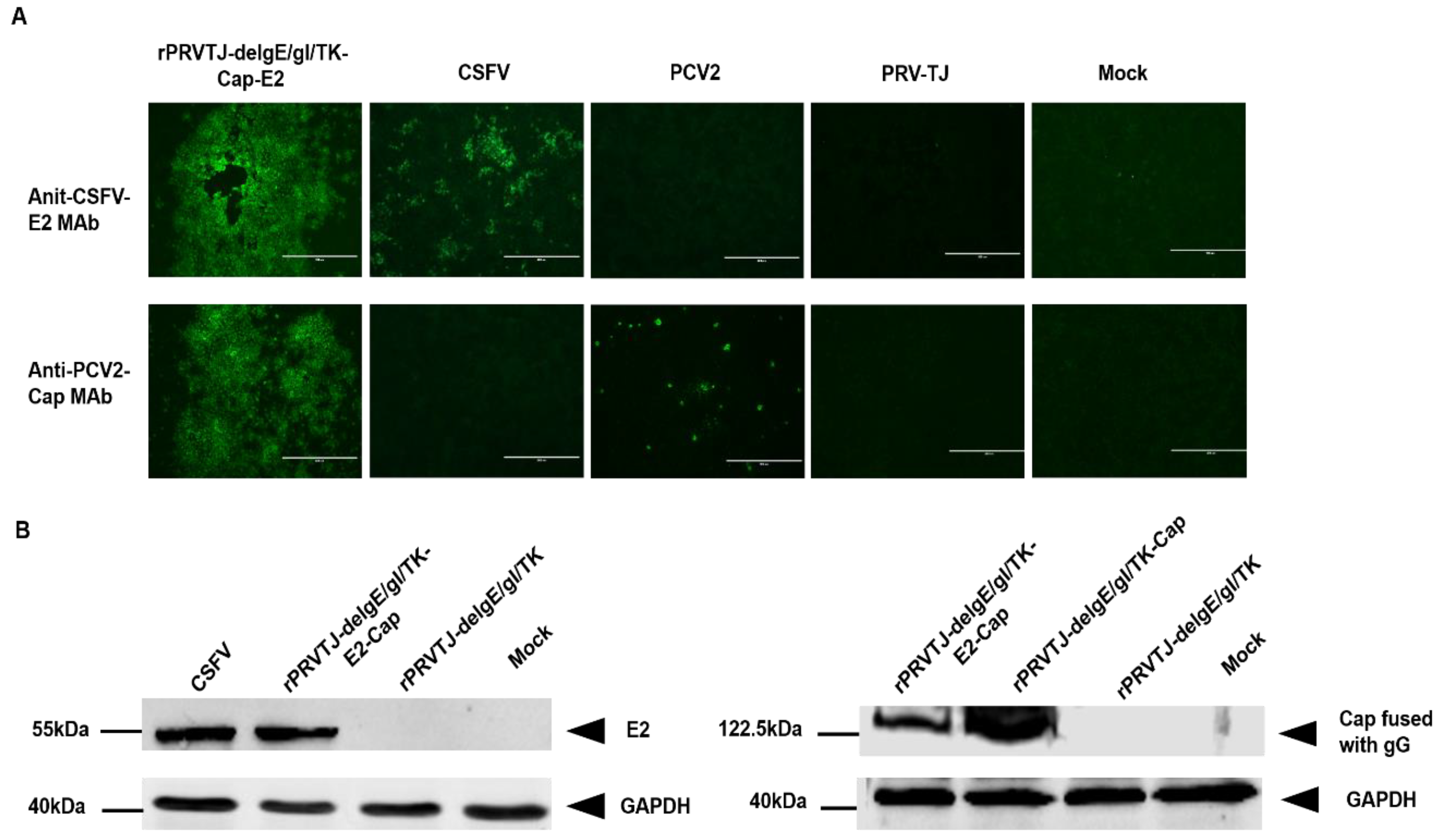 Pathogens 08 00279 g002 Pathogens 08 00279 g002