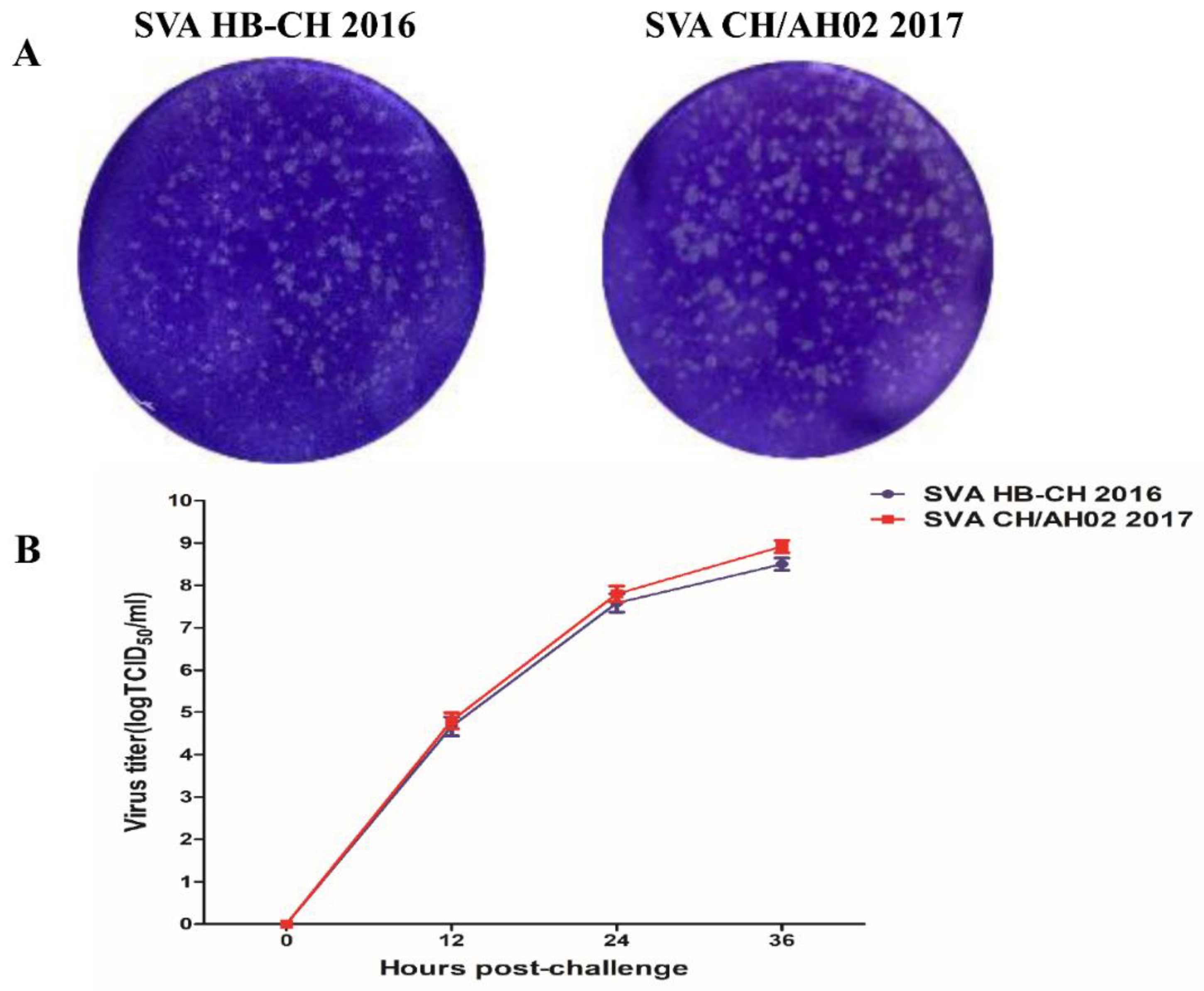 Pathogens Free Full Text Comparison Of The Pathogenicity Of Two Different Branches Of Senecavirus A Strain In China Html