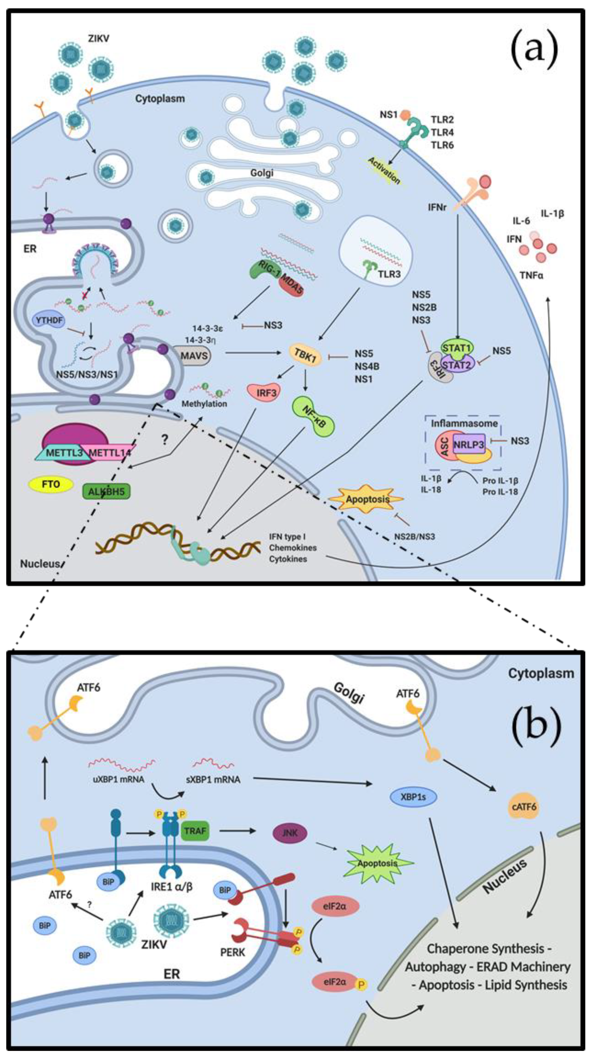 Pathogens | Free Full-Text | Crosstalk between RNA Metabolism and Cellular  Stress Responses during Zika Virus Replication | HTML