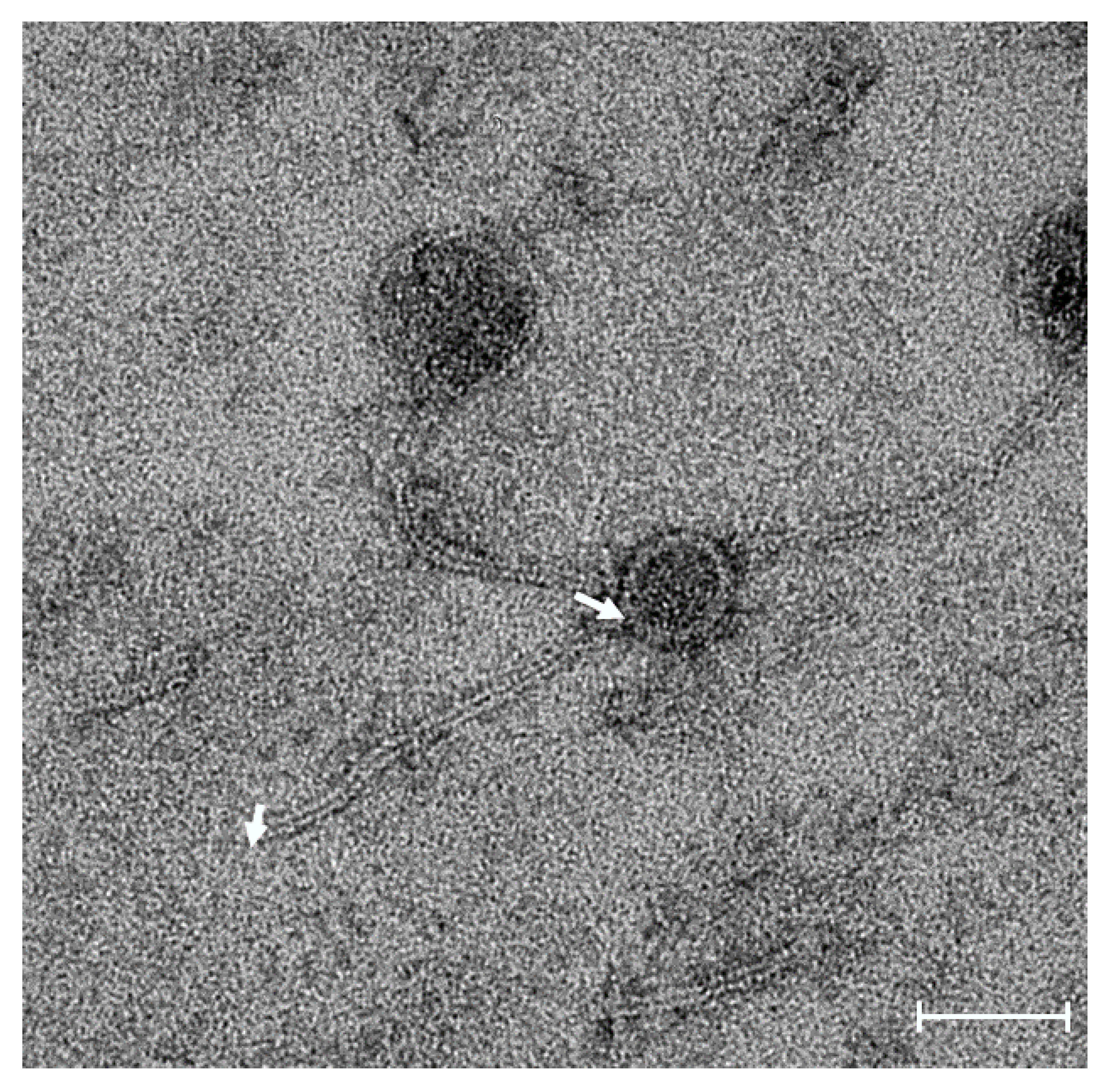 Pathogens 09 00215 g001 Pathogens 09 00215 g001