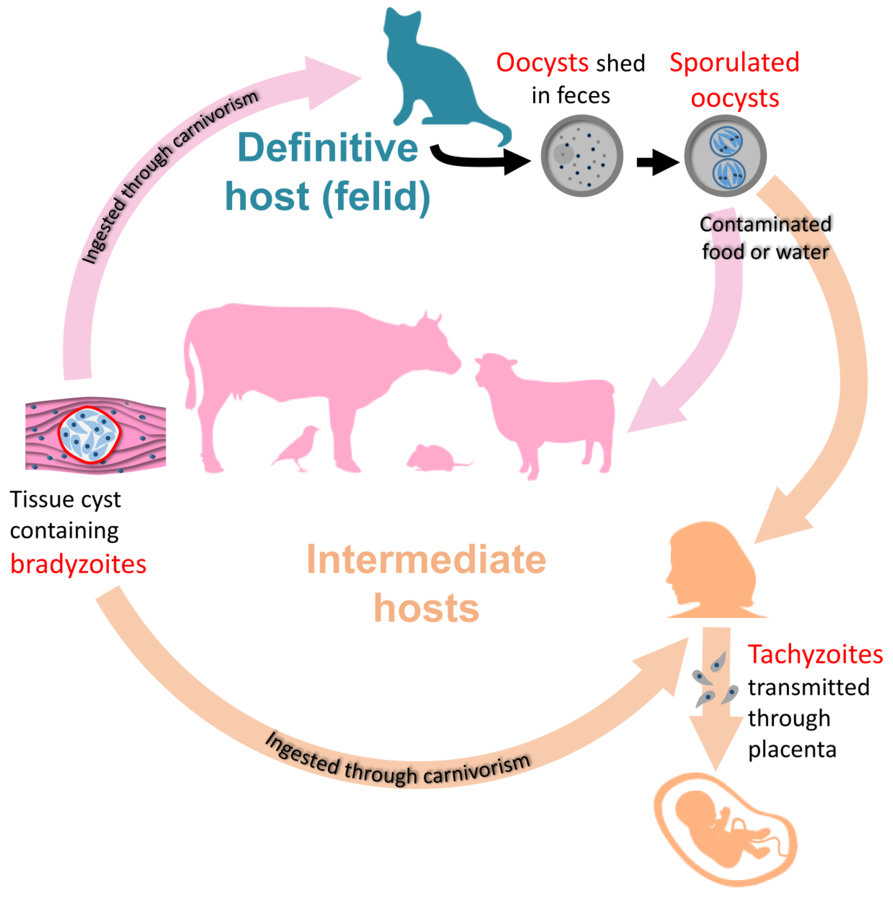 toxoplasma-gondii-life-cycle-animation