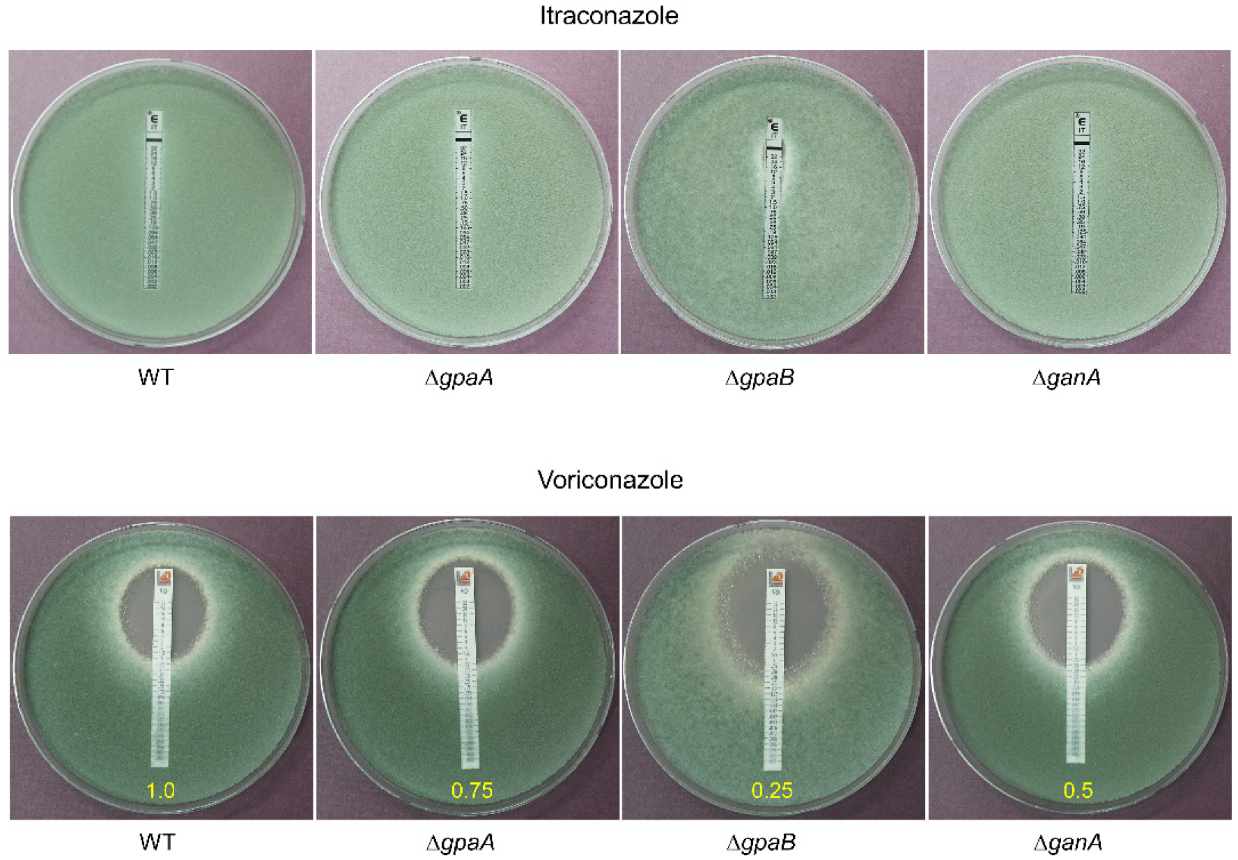 Pathogens 09 00272 g006 Pathogens 09 00272 g006
