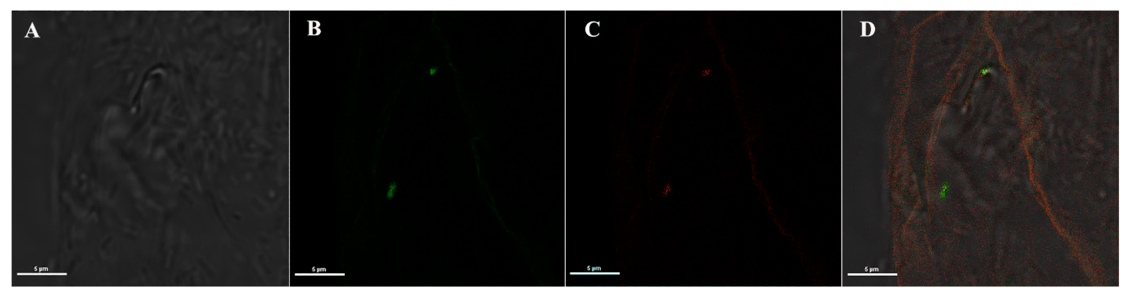 Pathogens 09 00380 g002 Pathogens 09 00380 g002