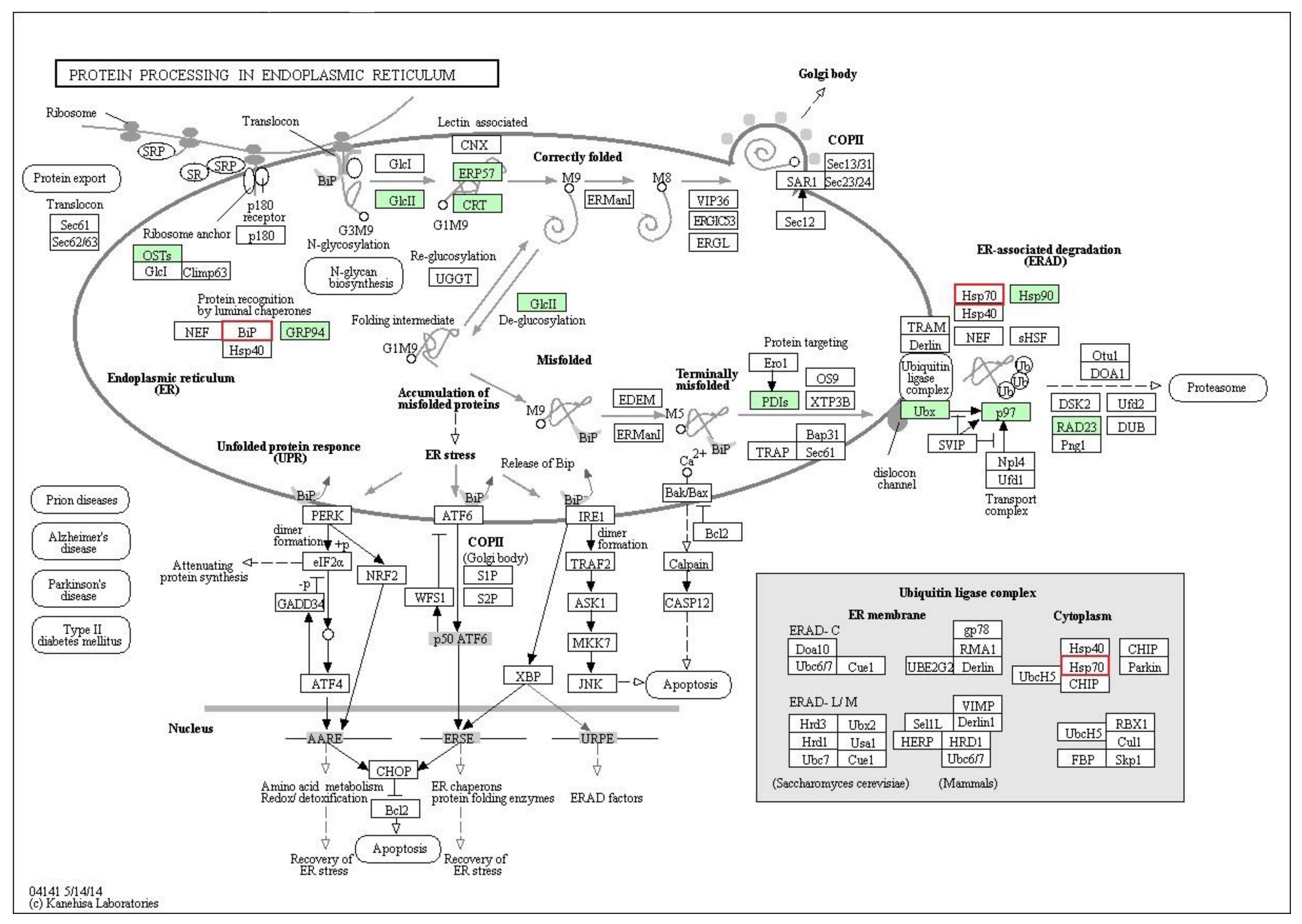 Pathogens 09 00417 g006 Pathogens 09 00417 g006