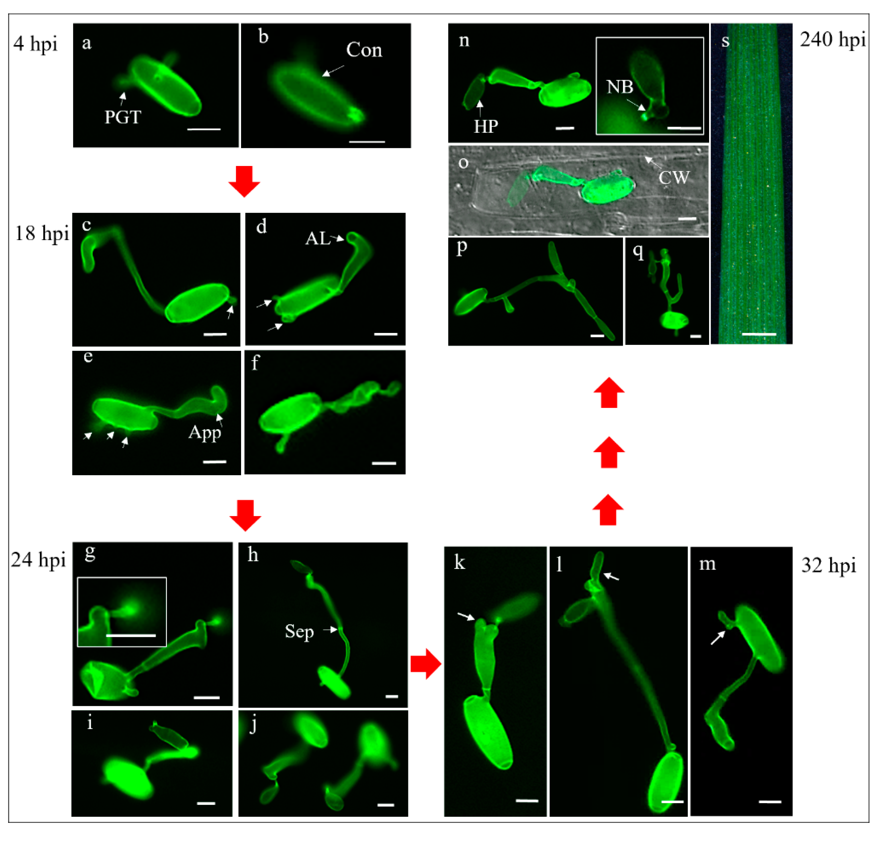 Pathogens 09 00418 g004 Pathogens 09 00418 g004