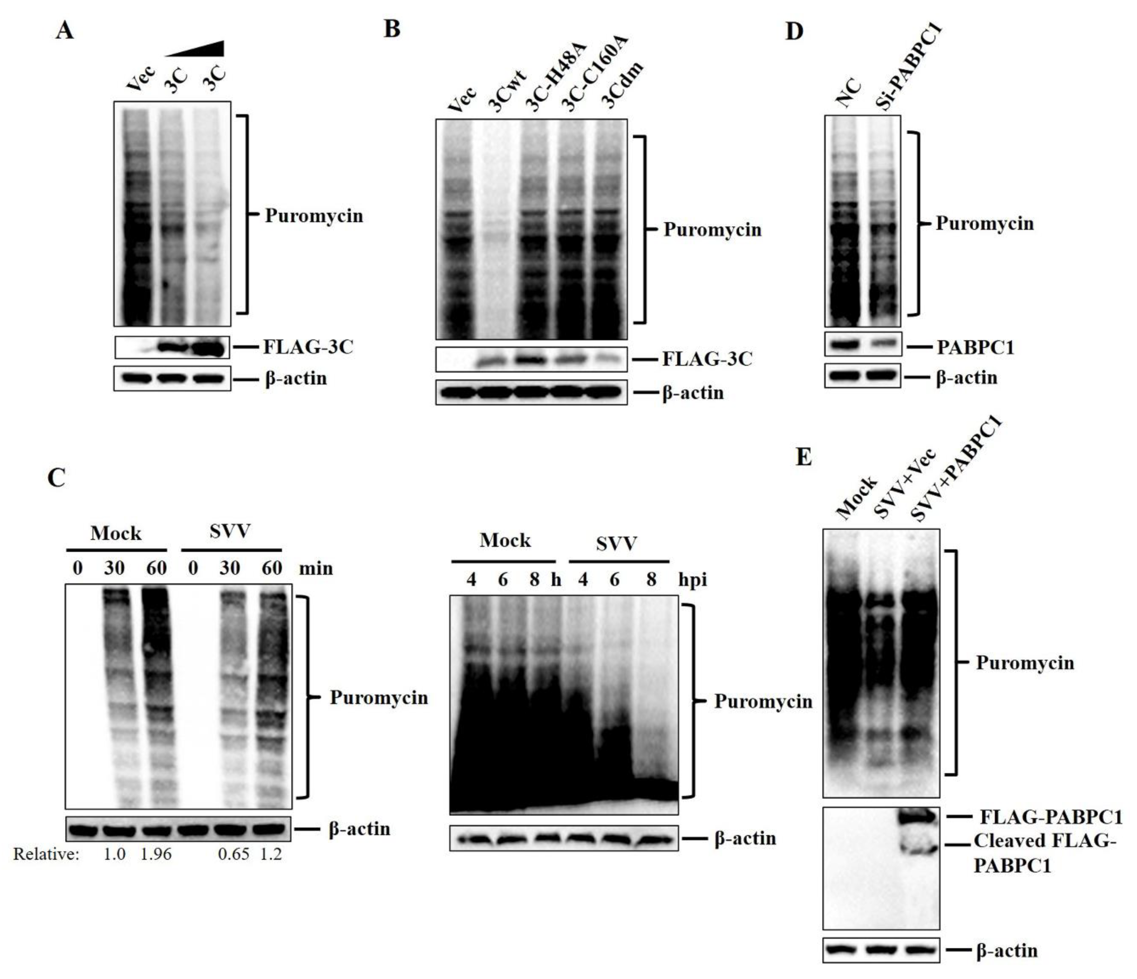 Pathogens 09 00443 g004 Pathogens 09 00443 g004
