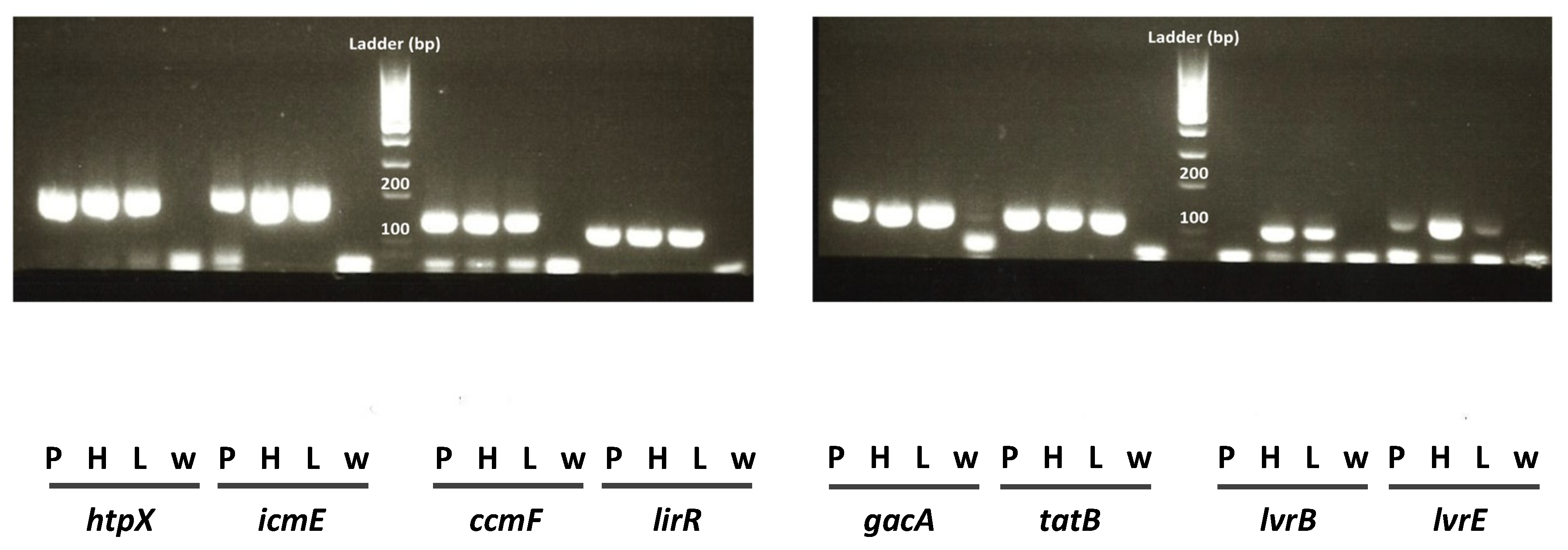 pbp3 gene and legionella