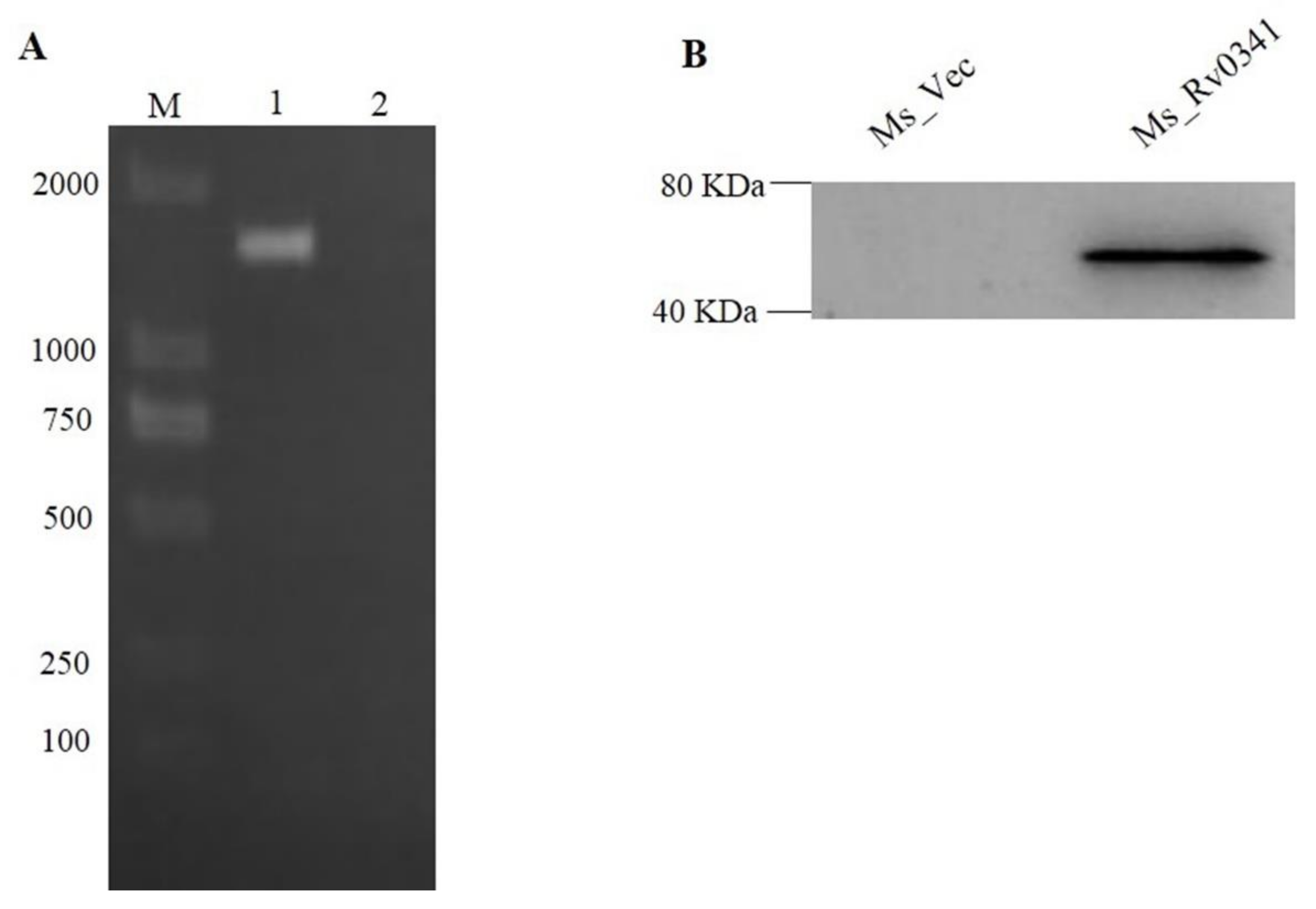 Pathogens 09 00454 g001 Pathogens 09 00454 g001
