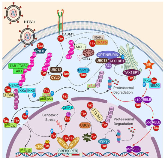 Pathogens | Free Full-Text | Mechanisms of Oncogenesis by HTLV-1 Tax