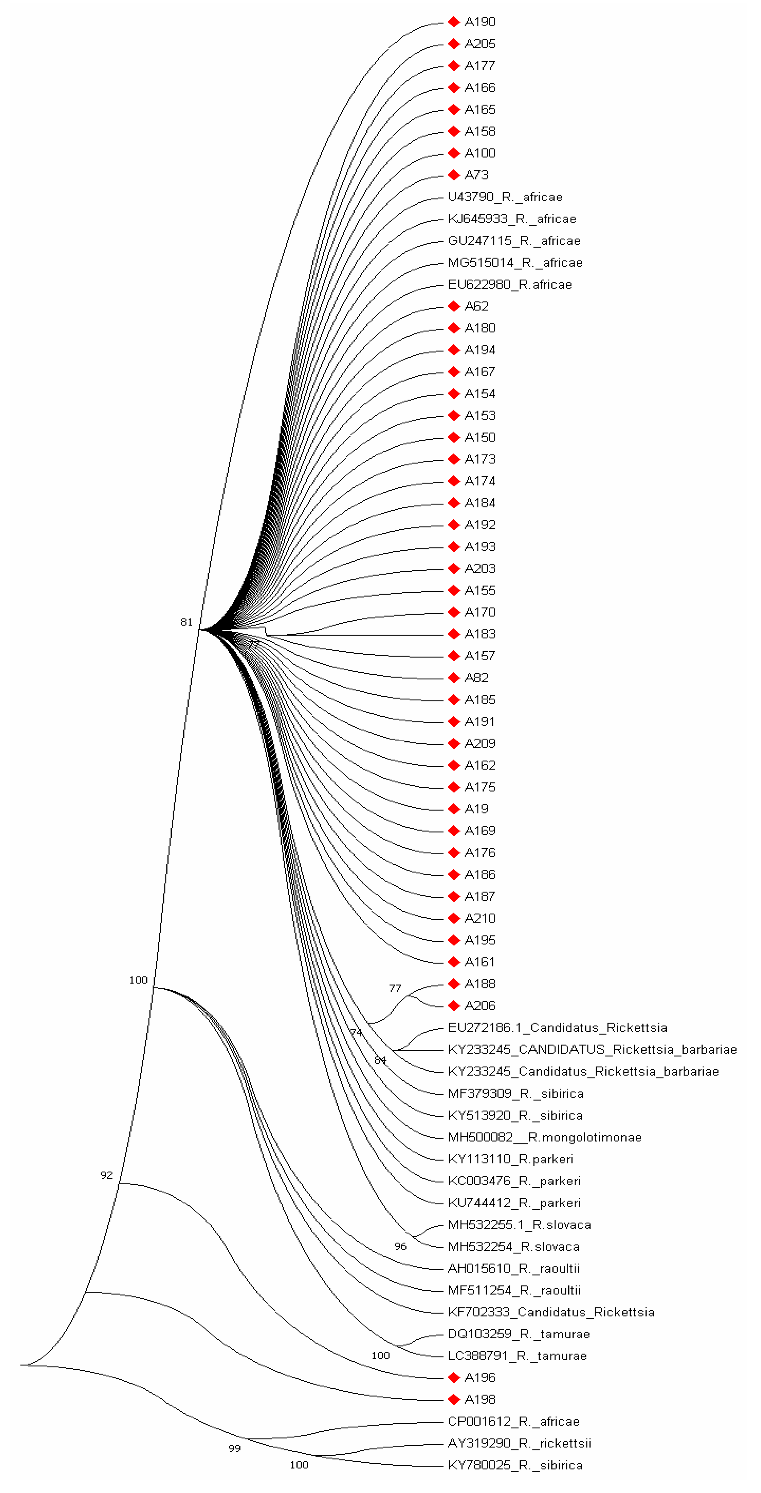 Pathogens Free Full Text Rickettsia Africae An Agent Of African Tick Bite Fever In Ticks Collected From Domestic Animals In Eastern Cape South Africa Html