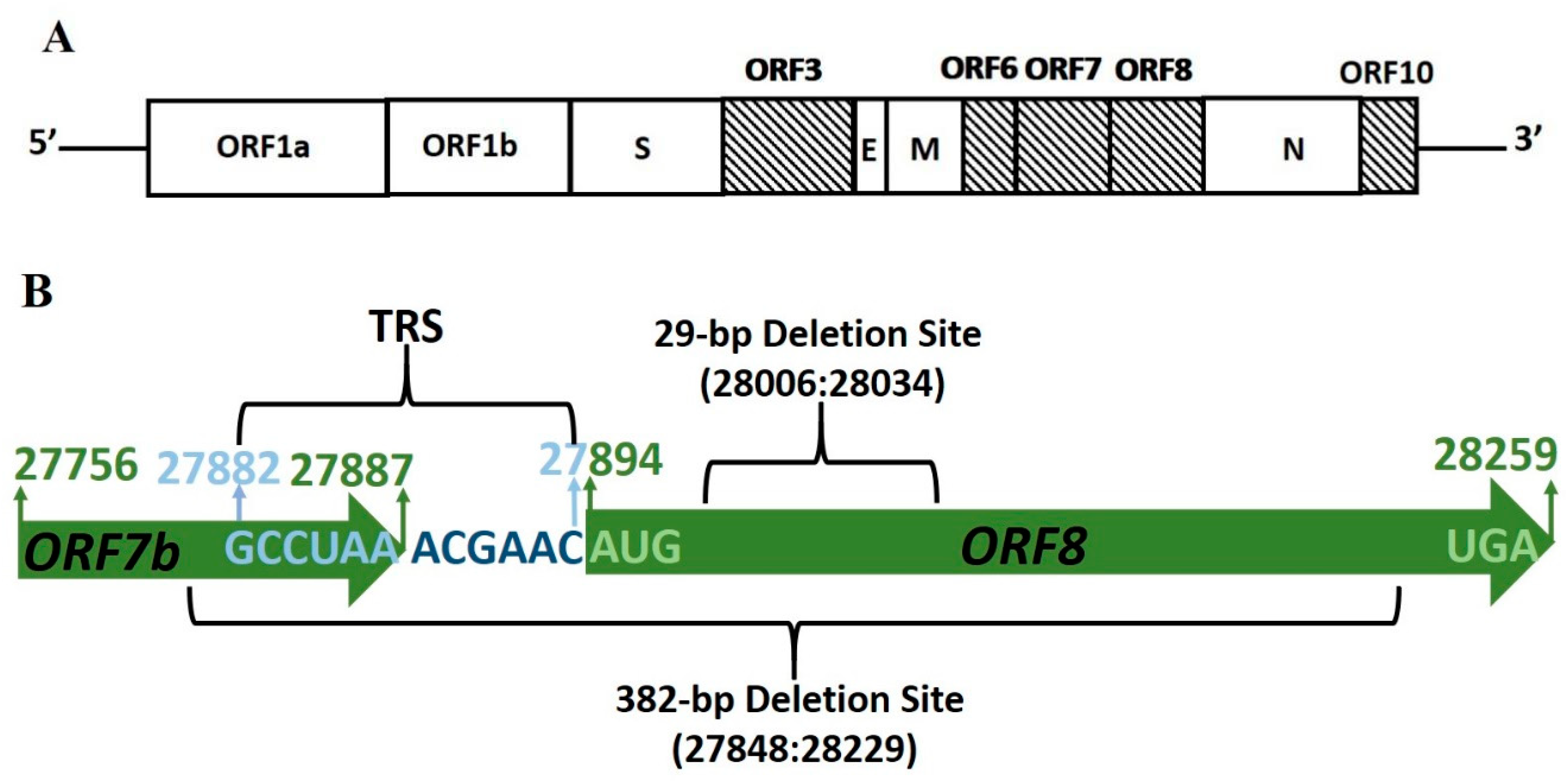 Pathogens | Free Full-Text | SARS-CoV-2 ORF8 and SARS-CoV ORF8ab 