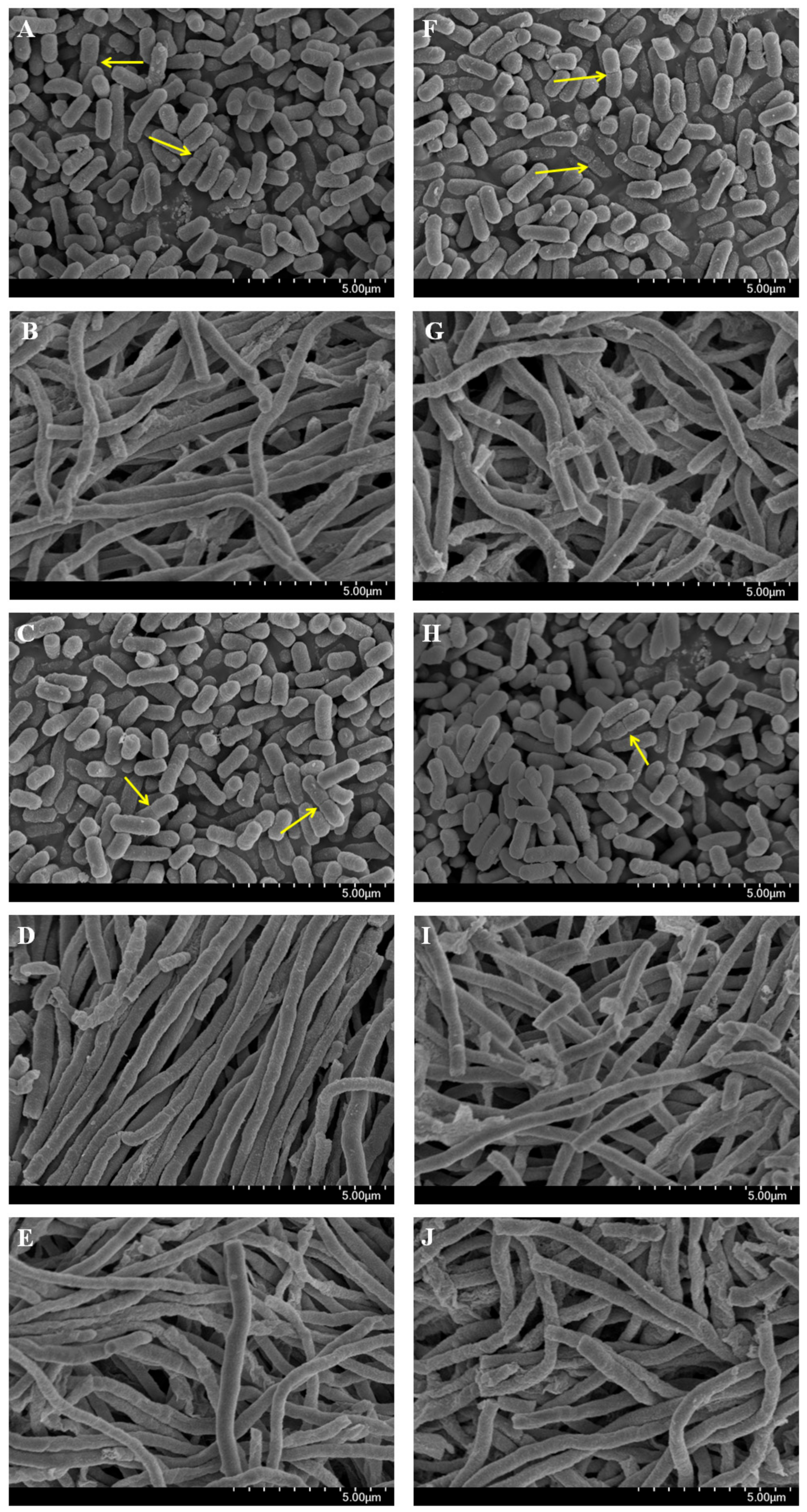 Pathogens 09 00811 g002 Pathogens 09 00811 g002