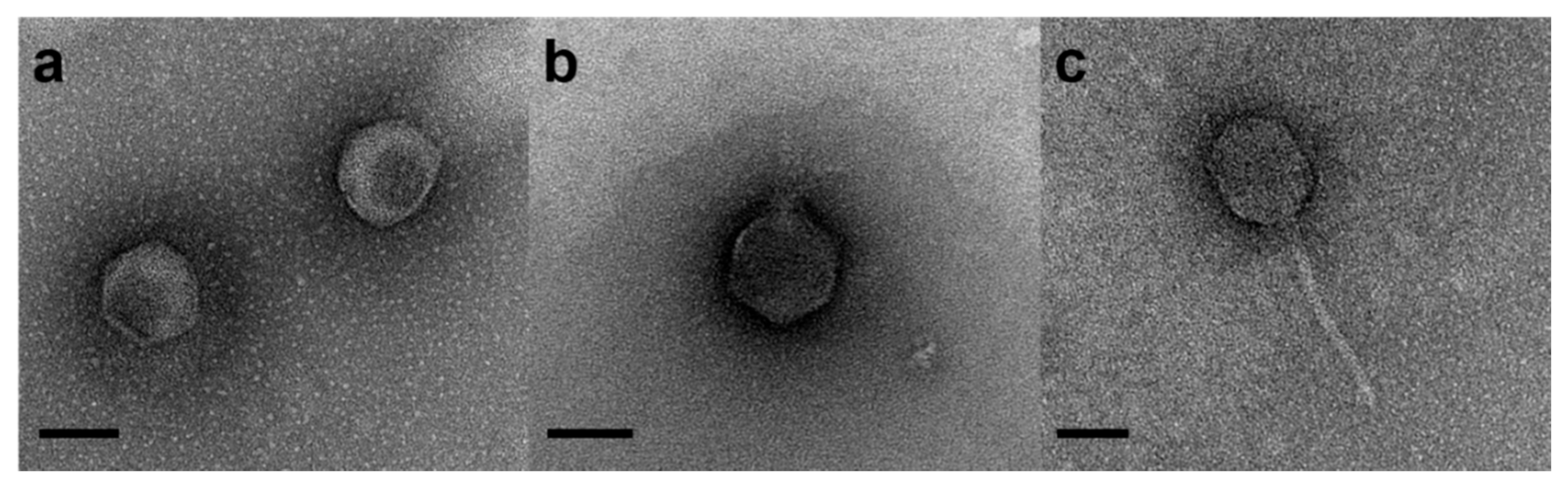 Pathogens 09 00831 g004