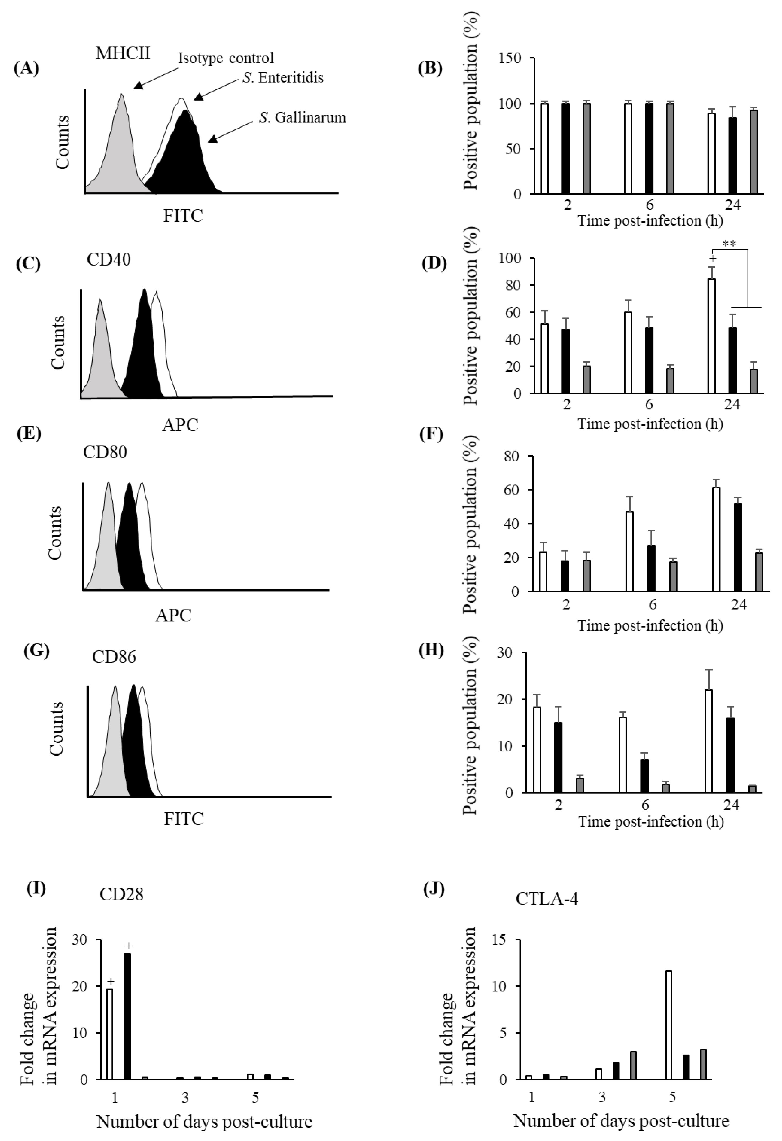 Immune Modulation And The Development Of Fowl Typhoid A Model Of Human Disease