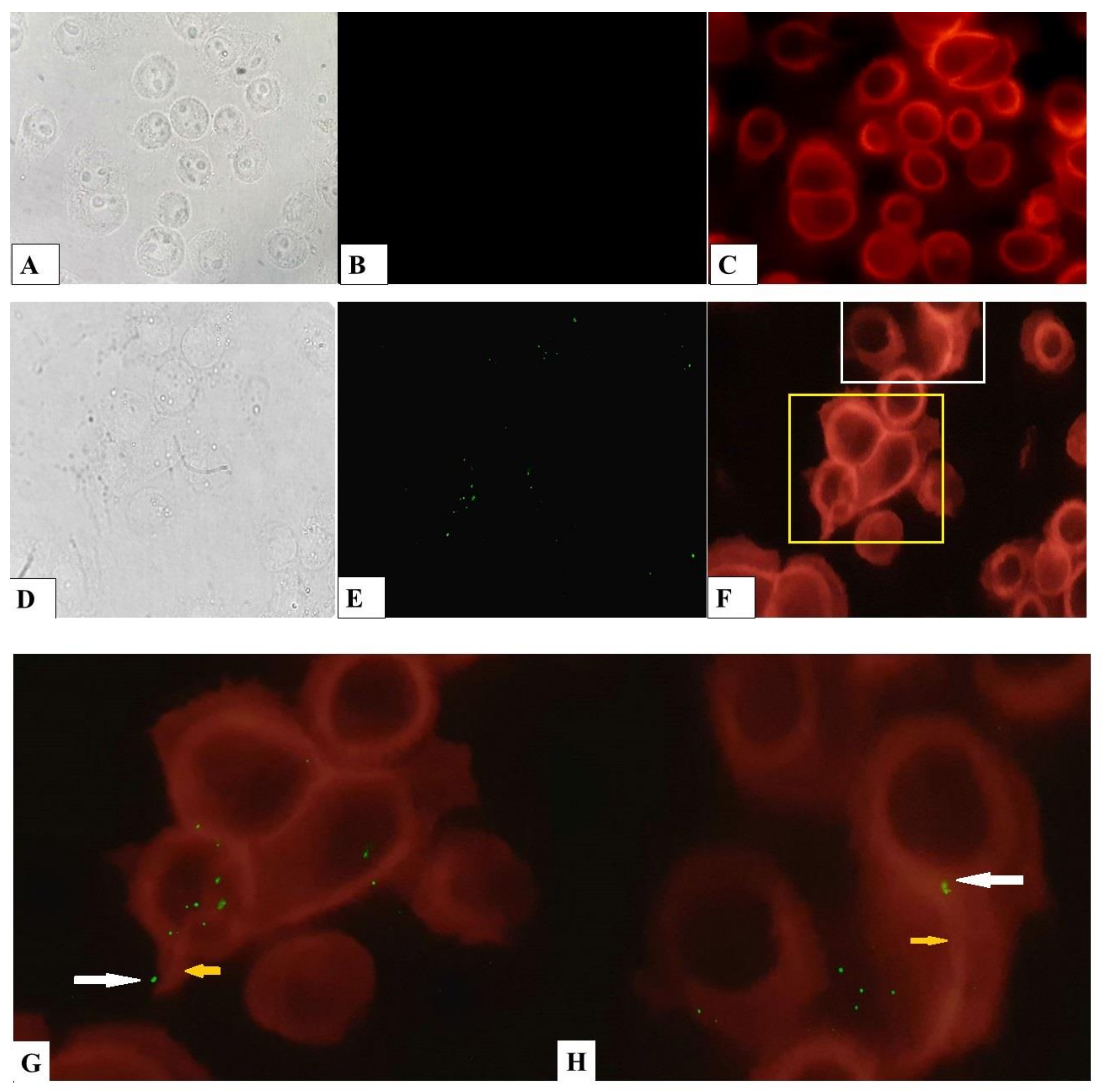 Pathogens 09 00867 g006 Pathogens 09 00867 g006