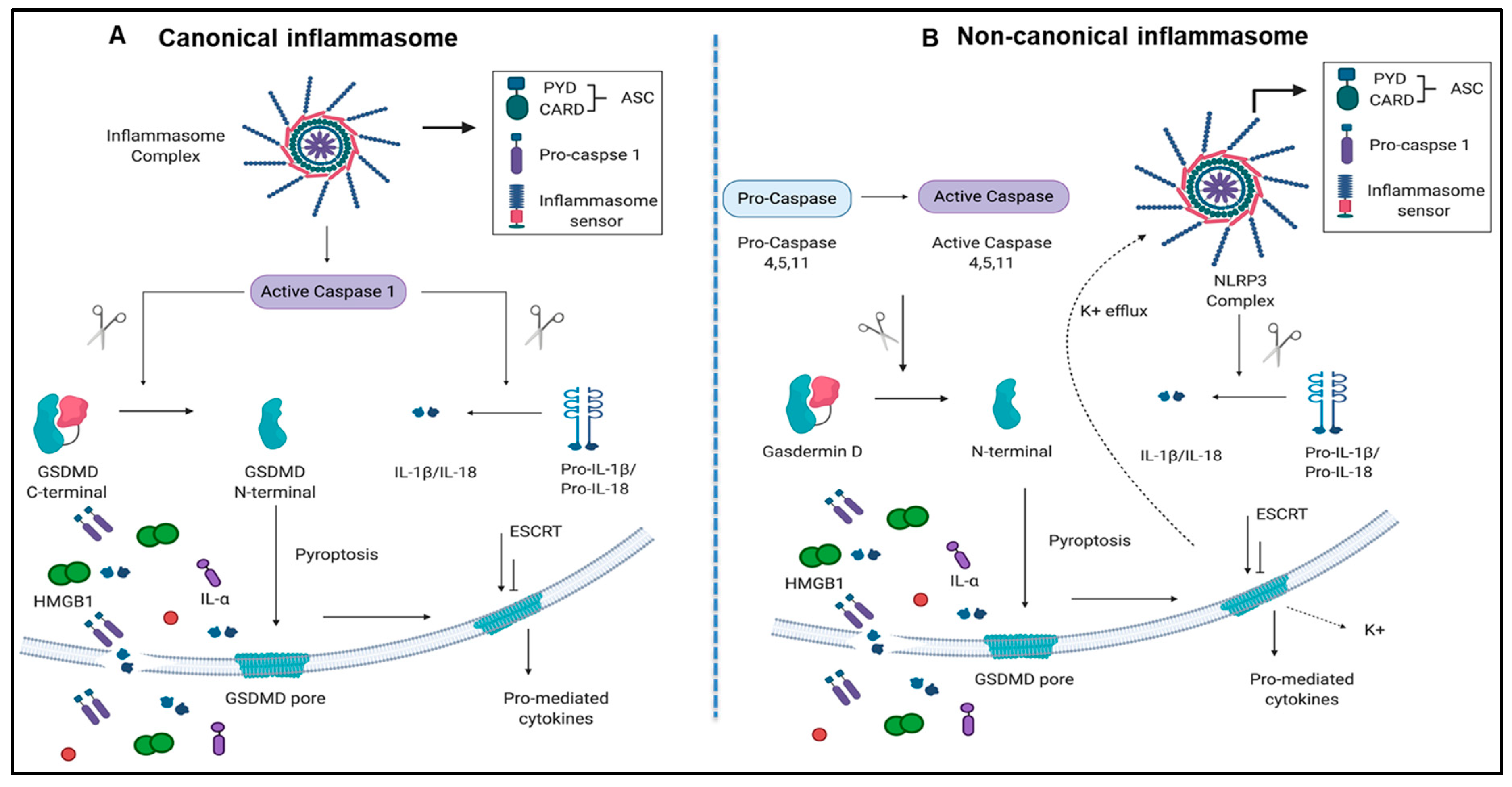 Pathogens 09 00879 g001