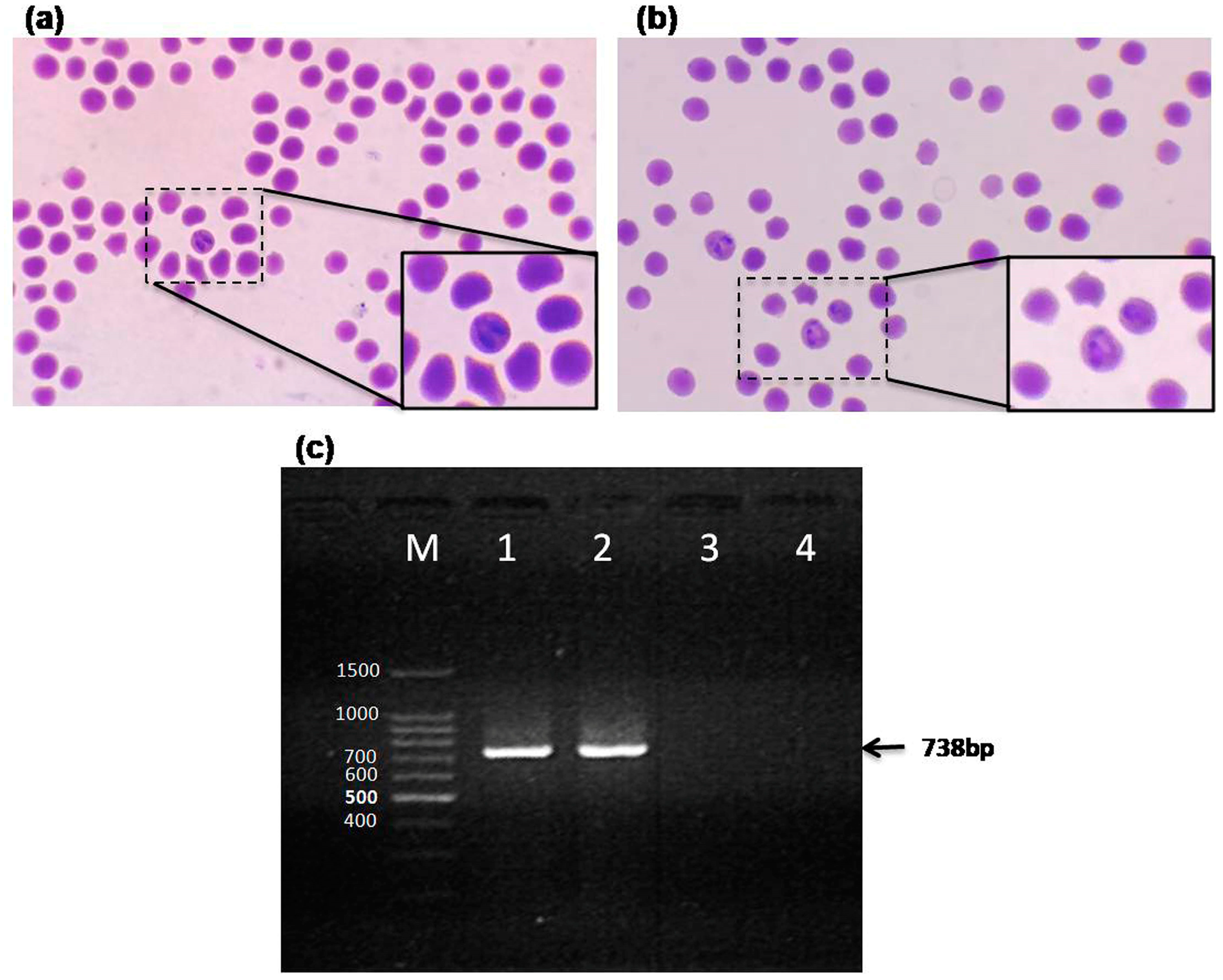Pathogens 09 00936 g001 Pathogens 09 00936 g001