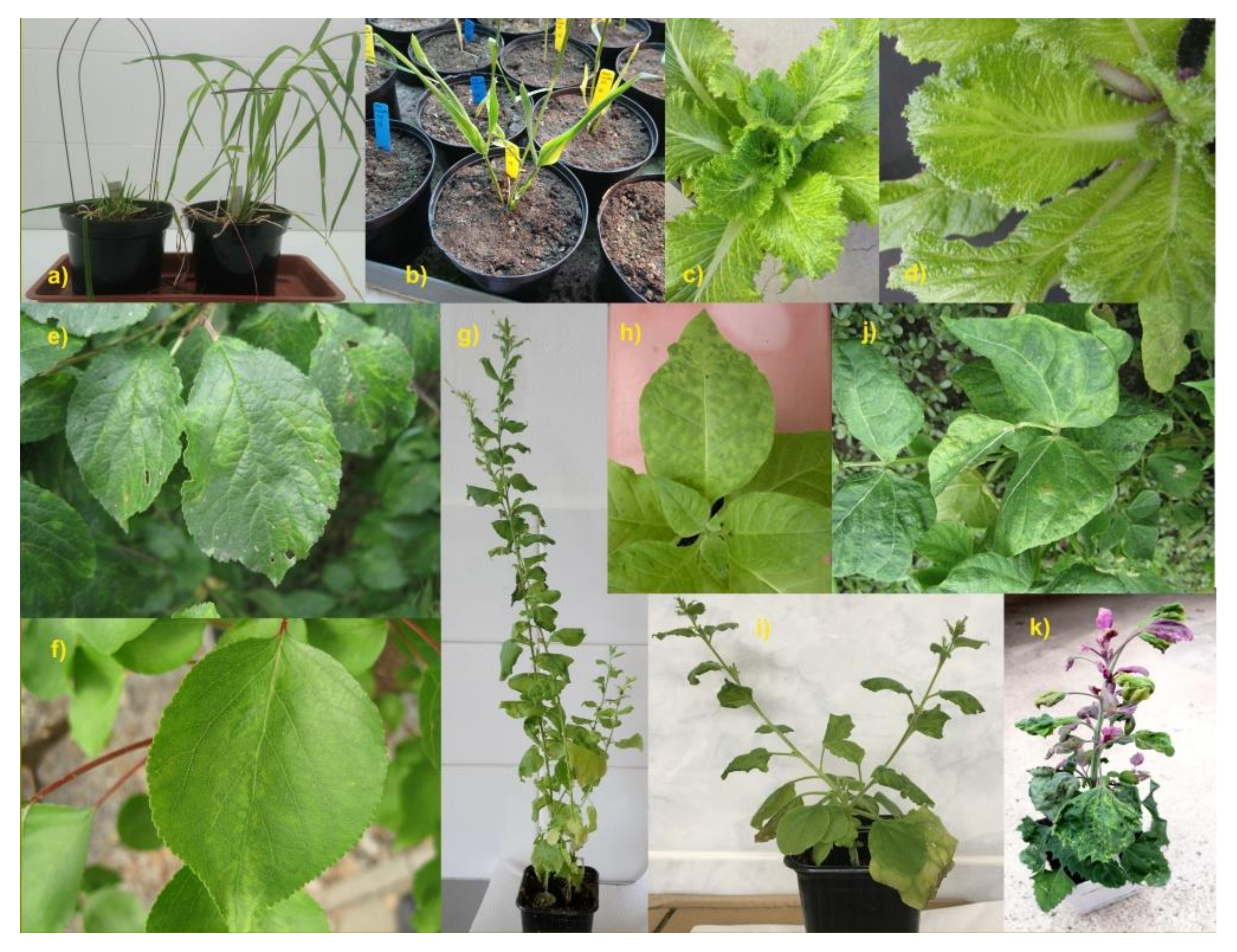 Pathogens 09 00966 g002 Pathogens 09 00966 g002