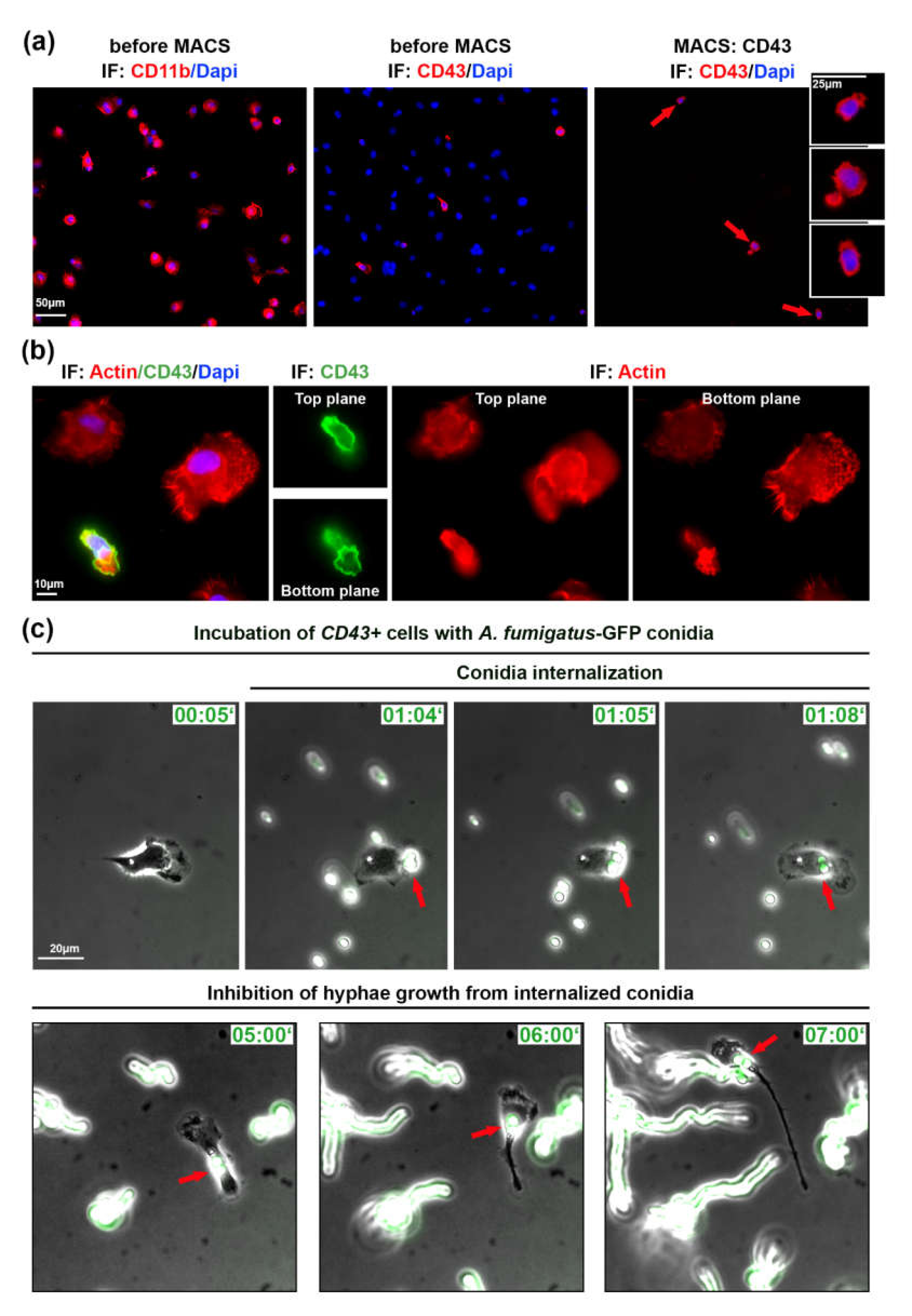 Pathogens 09 00983 g002 Pathogens 09 00983 g002