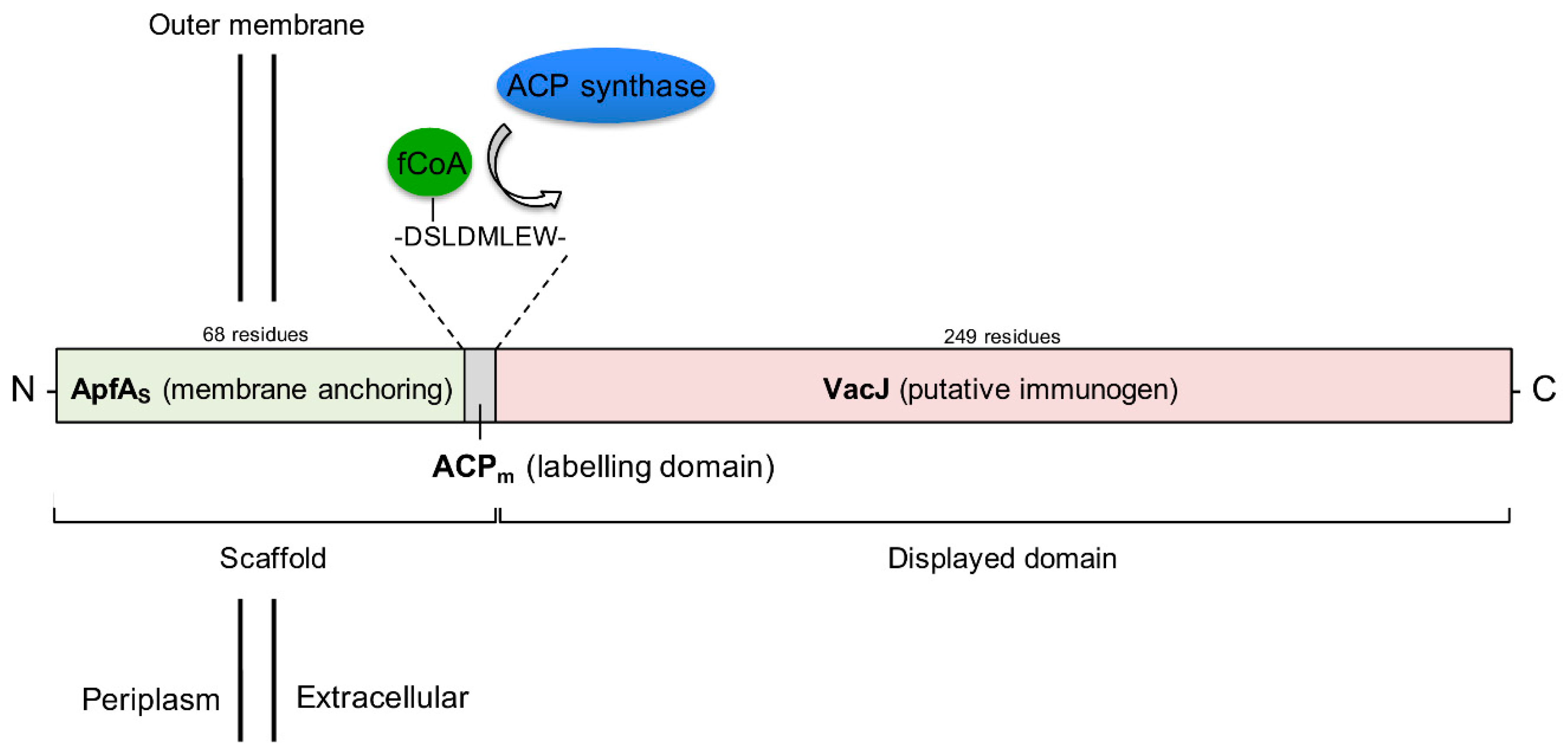 Pathogens 09 01014 g004