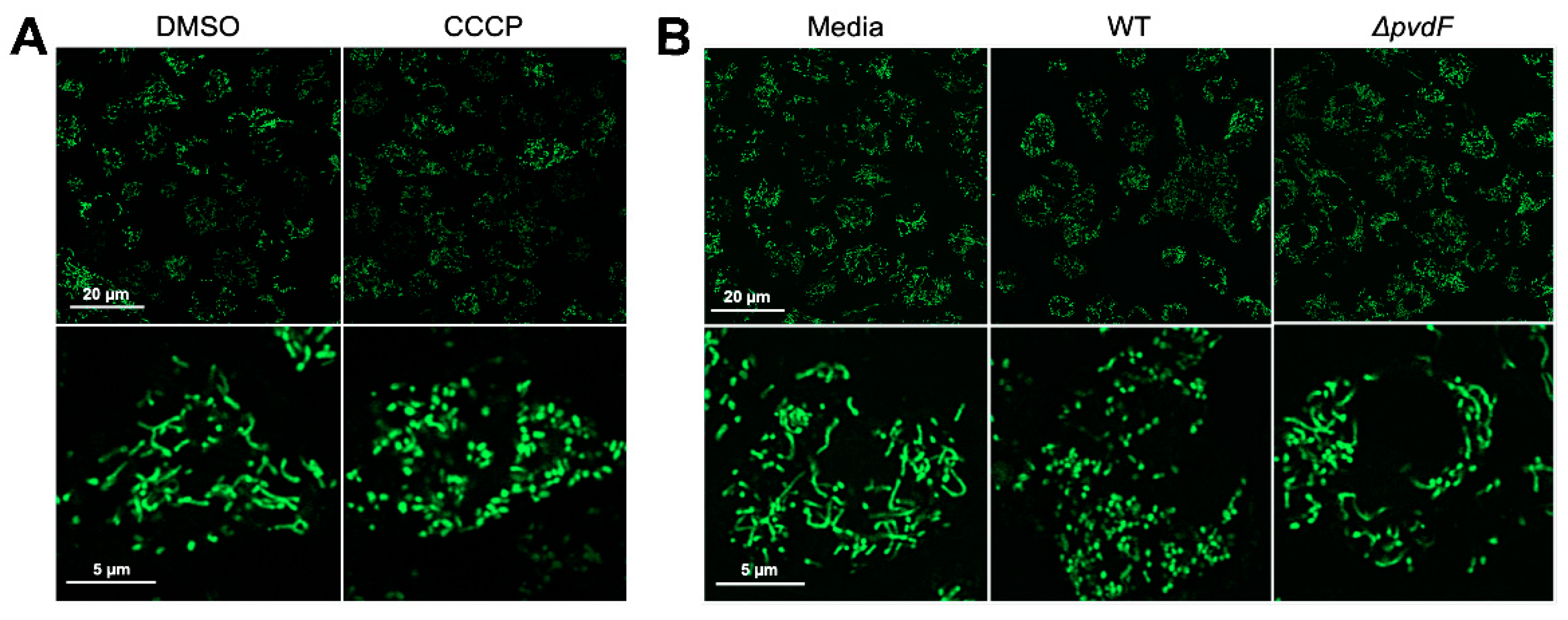 Pathogens 10 00009 g003 Pathogens 10 00009 g003