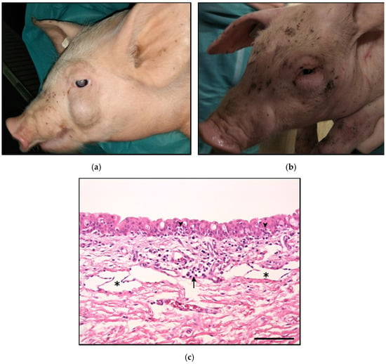 https://www.mdpi.com/pathogens/pathogens-10-00013/article_deploy/html/images/pathogens-10-00013-g001-550.jpg