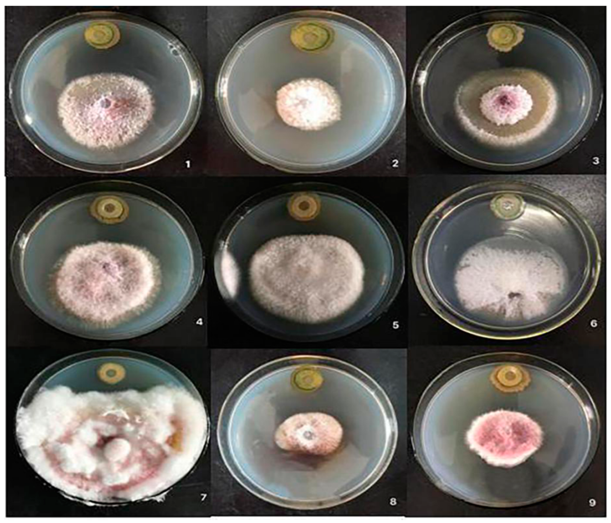 Pathogens 10 00022 g004