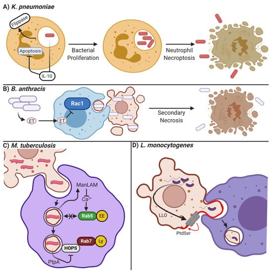 Pathogens Free Full Text Role Of Apoptotic Cell Clearance In Pneumonia And Inflammatory Lung Disease Html