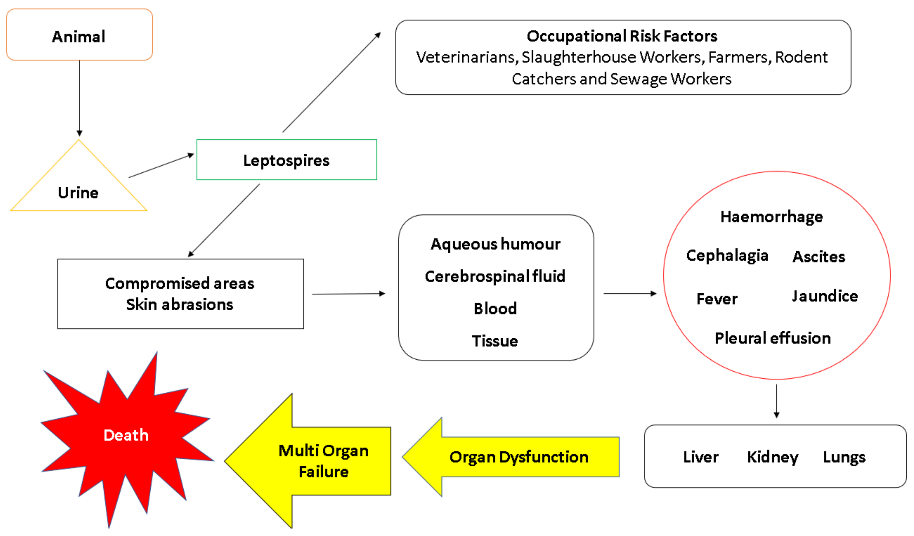 Pathogens | Free Full-Text | Leptospiral Infection, Pathogenesis and Its  Diagnosis—A Review | HTML