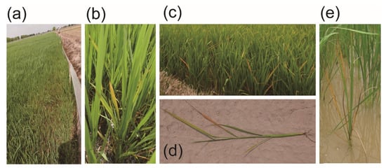 Pathogens Free Full Text Geographic Distribution Genetic Variability And Biological