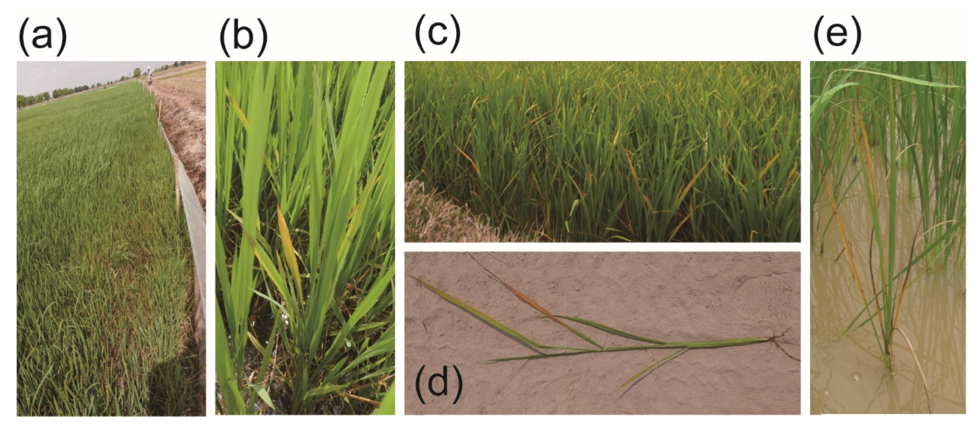Pathogens 10 00169 g001