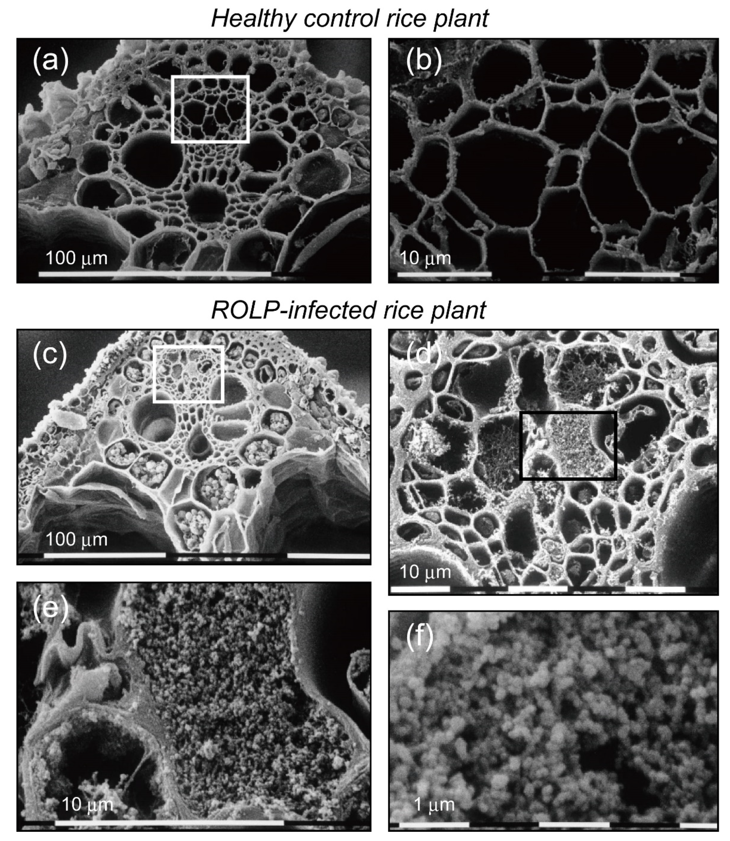 Pathogens 10 00169 g006