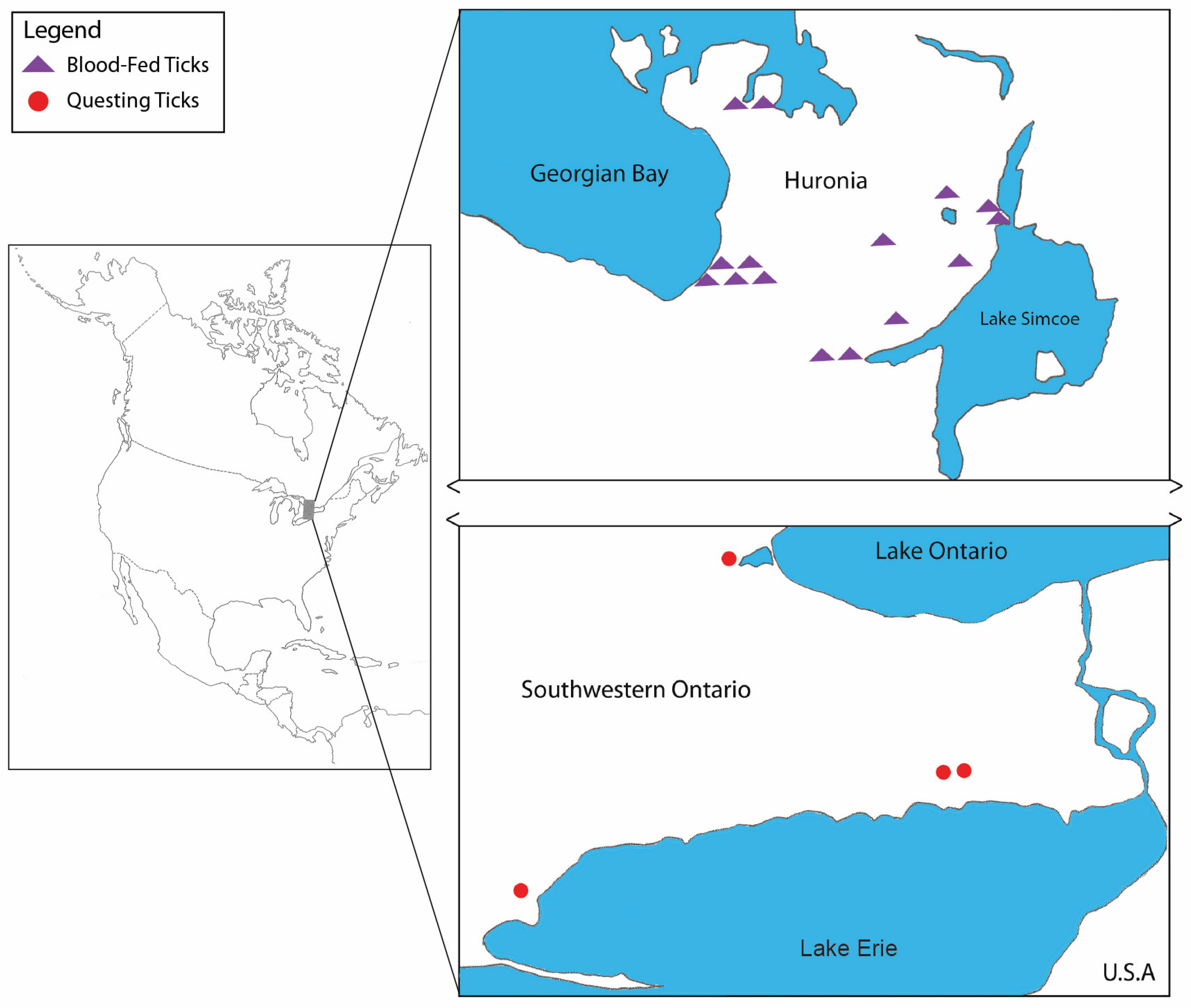 Pathogens | Free Full-Text | Detection of Babesia odocoilei in Ixodes  scapularis Ticks Collected in Southern Ontario, Canada